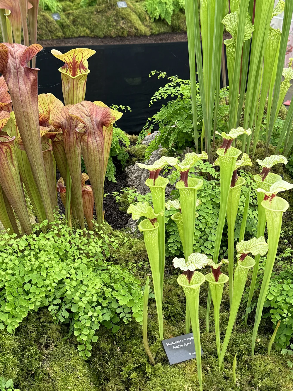  Jurassic world by Hampshire Carnivorous plants. Chelsea RHS 2024 