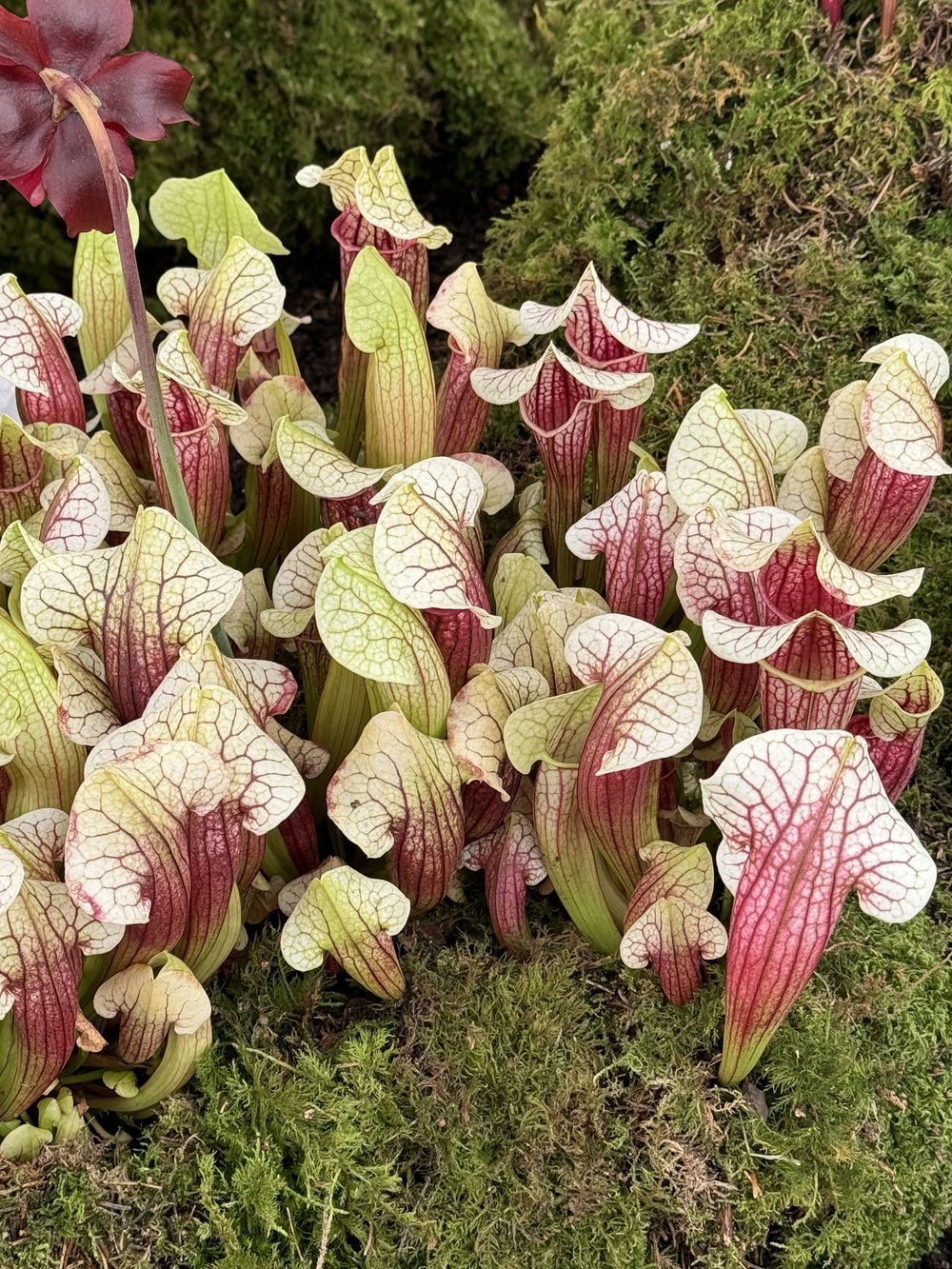  Jurassic world by Hampshire Carnivorous plants. Chelsea RHS 2024 