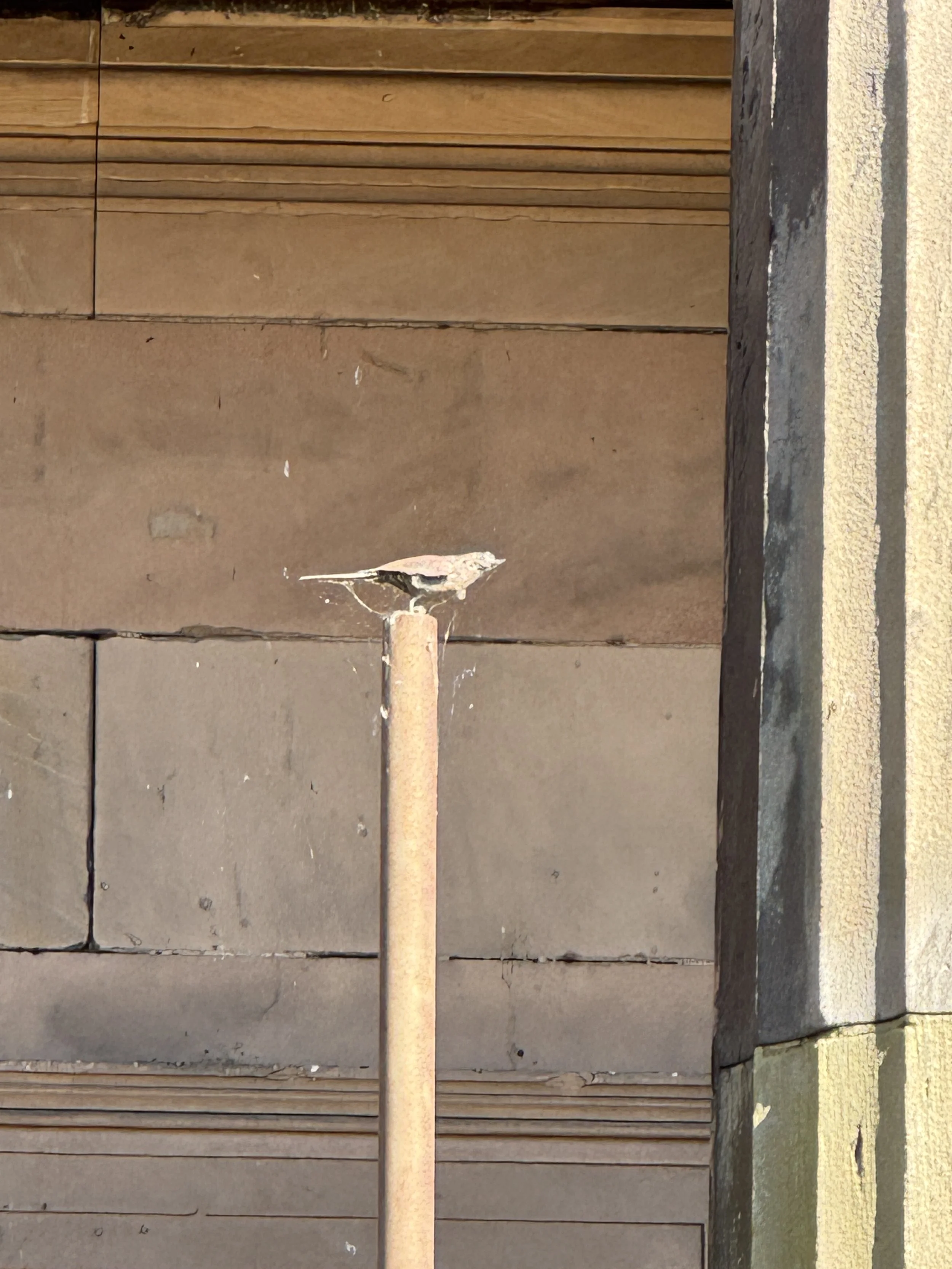 Tracey Emin's Roman Standard, known as the Chick on a Stick, Liverpool