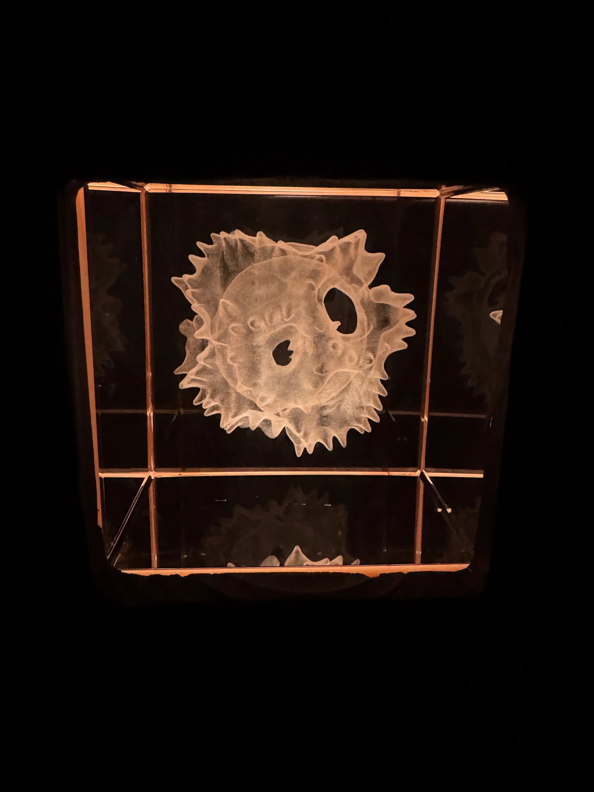 Pollen grain sculpture in a warm lit glass cube, Bees exhibition in Liverpool