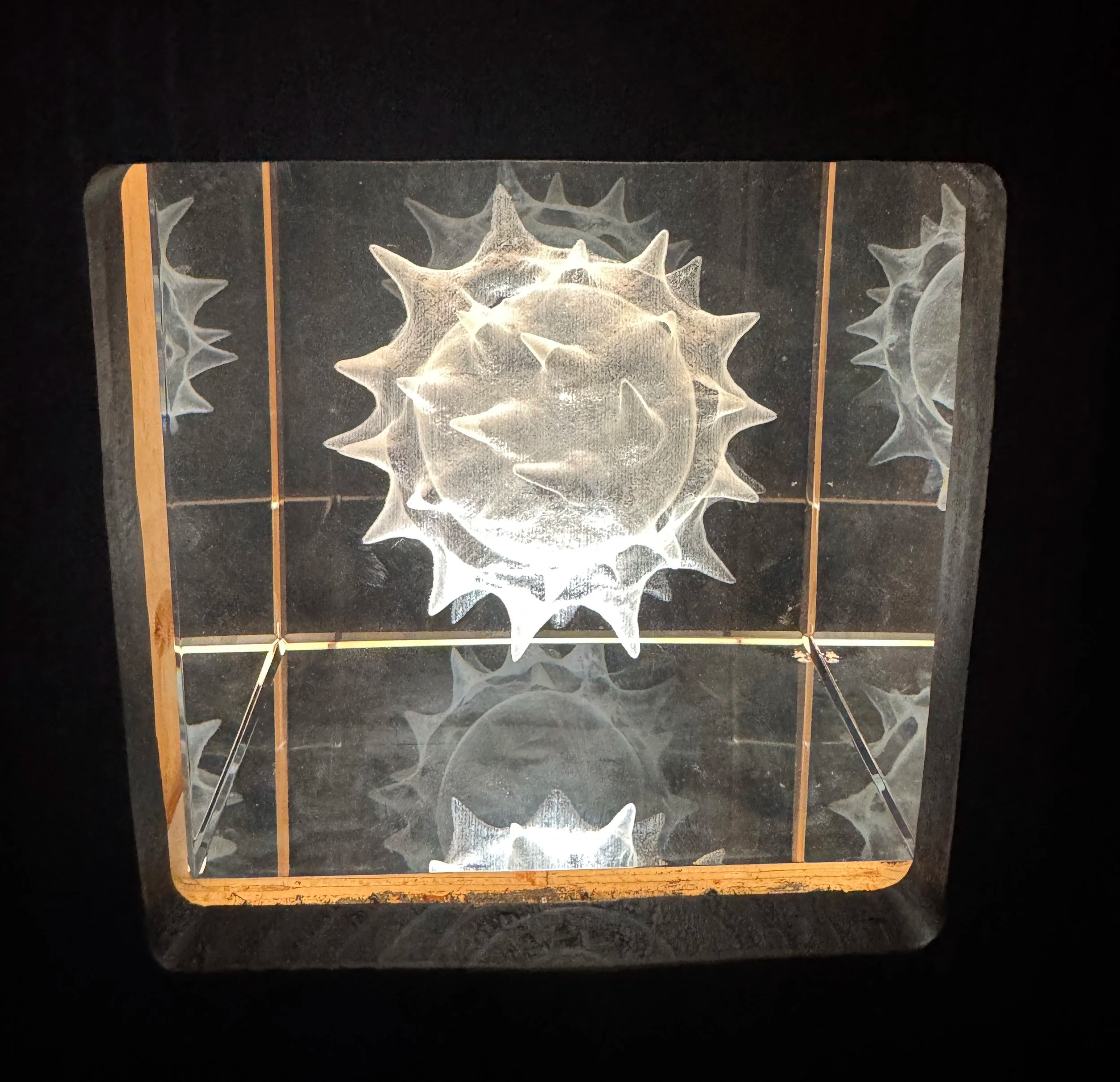 Spiky pollen grain sculpture inside an illuminated glass cube, Bees exhibition