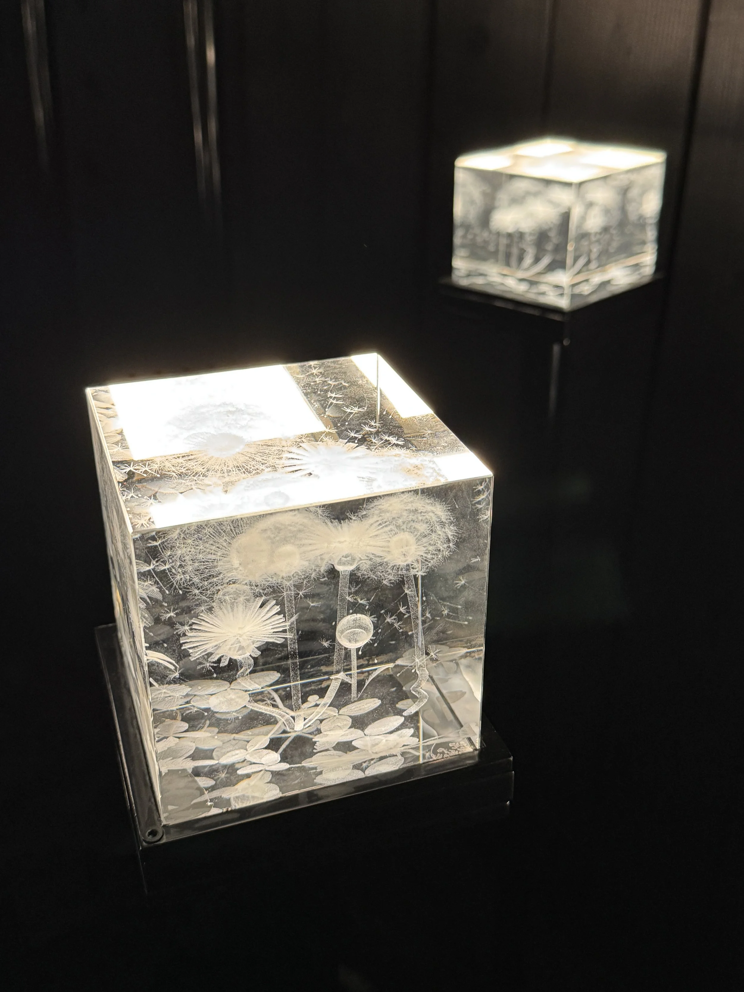 Glowing glass cubes holding enlarged pollen grains, Bees: A Story of Survival