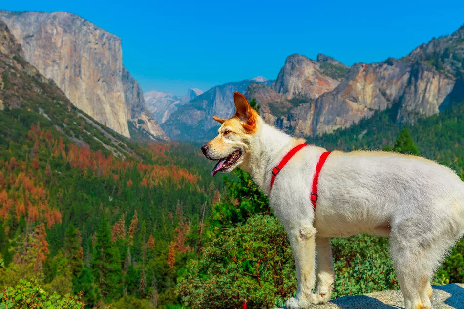 TripSavvy | The Most Dog-Friendly National Parks in the U.S.