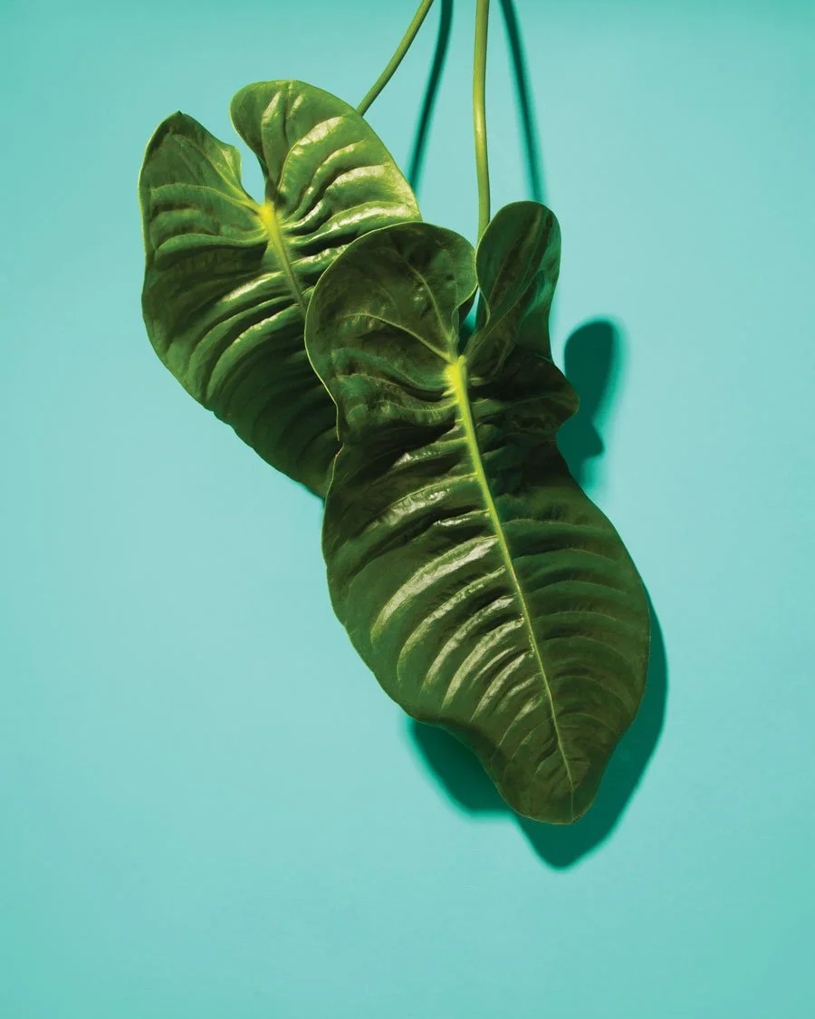 Atlanta magazine | Houseplants are the new pets. Here’s where to buy them in Atlanta.