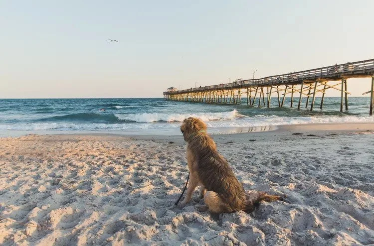 TripSavvy | 18 Best Dog-Friendly Beaches in the US