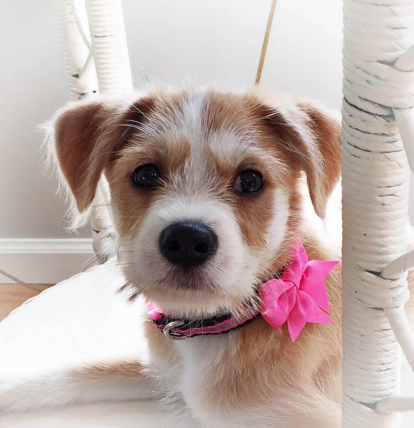 Daisy, our new rescue puppy.