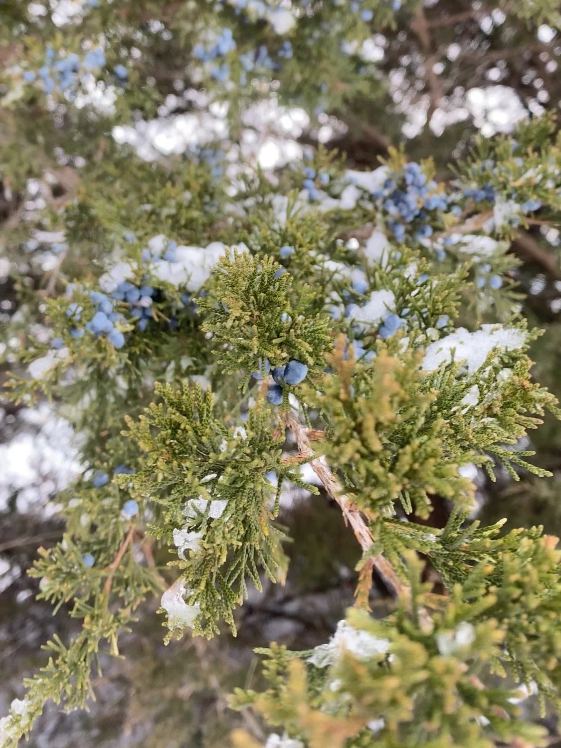 Forage with Us - Winter Edition