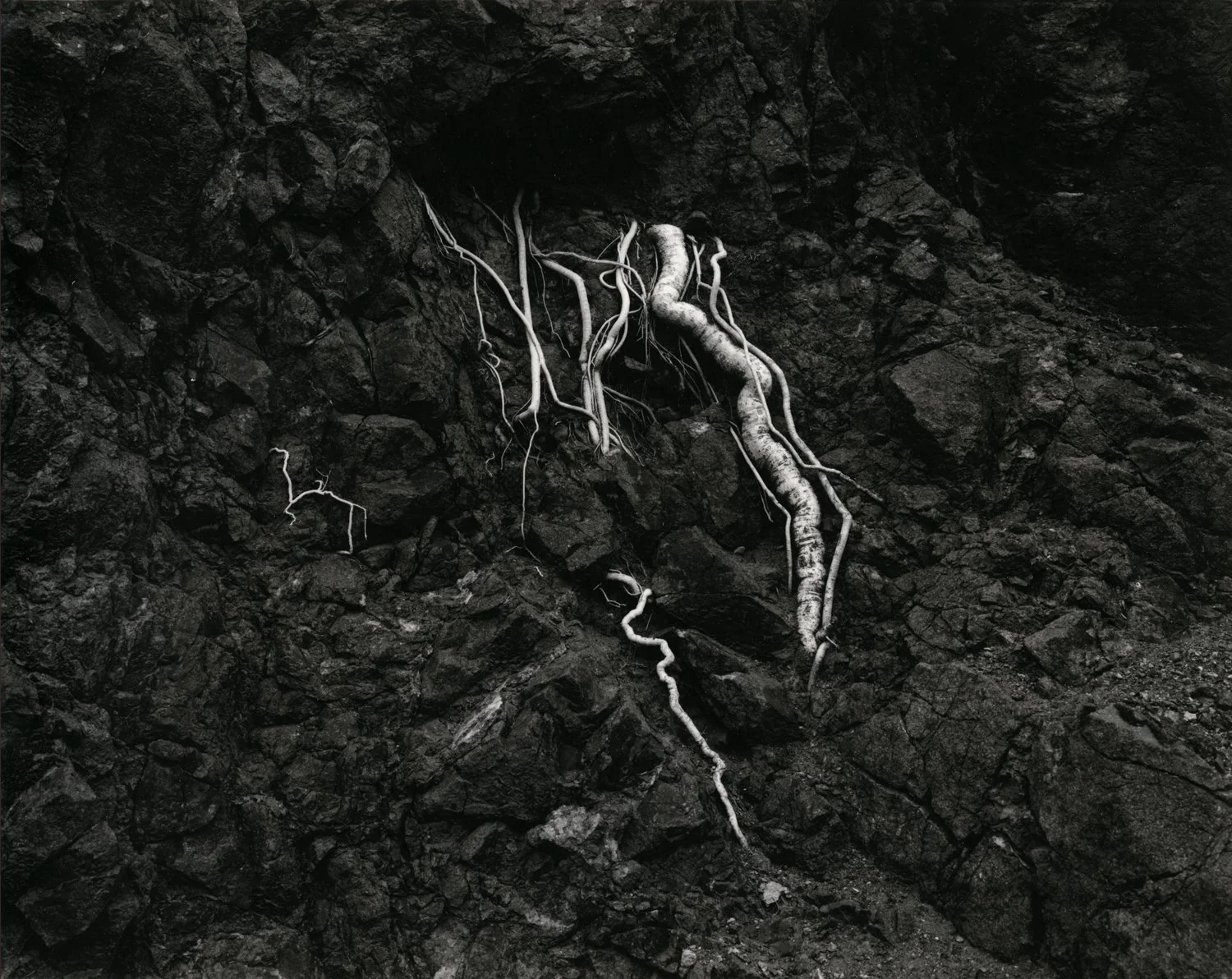 Black Roots.jpg