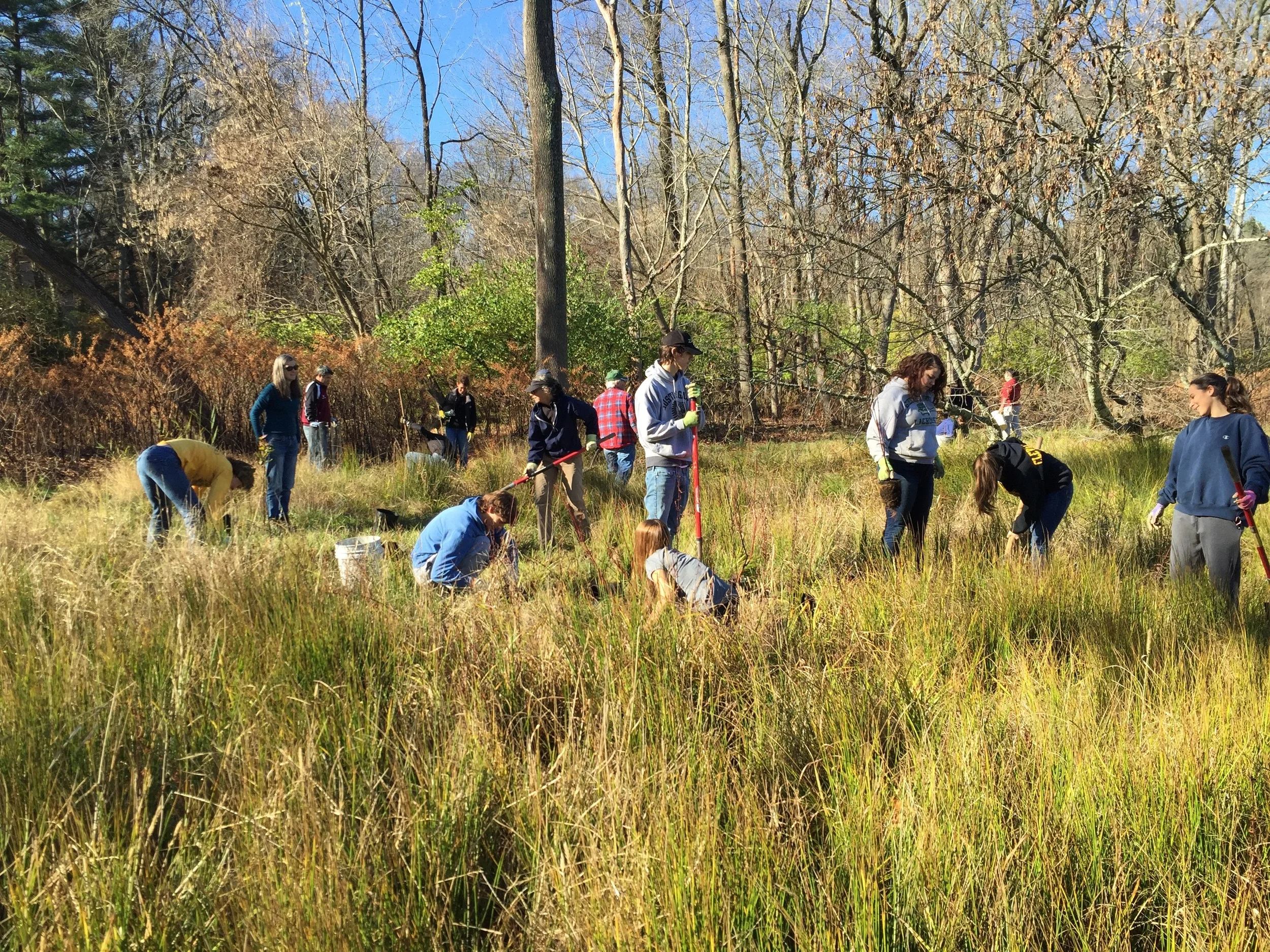 Planting additional layers of vegetation (shrubs and understory trees) where the wet meadow meets the exiting tree line provides additional habitat diversity for a variety of wildlife. As it matures it will also buffer the forest edge from the invasion of aggressive non-native species such as Morrow's honeysuckle, and multi-flora rose.