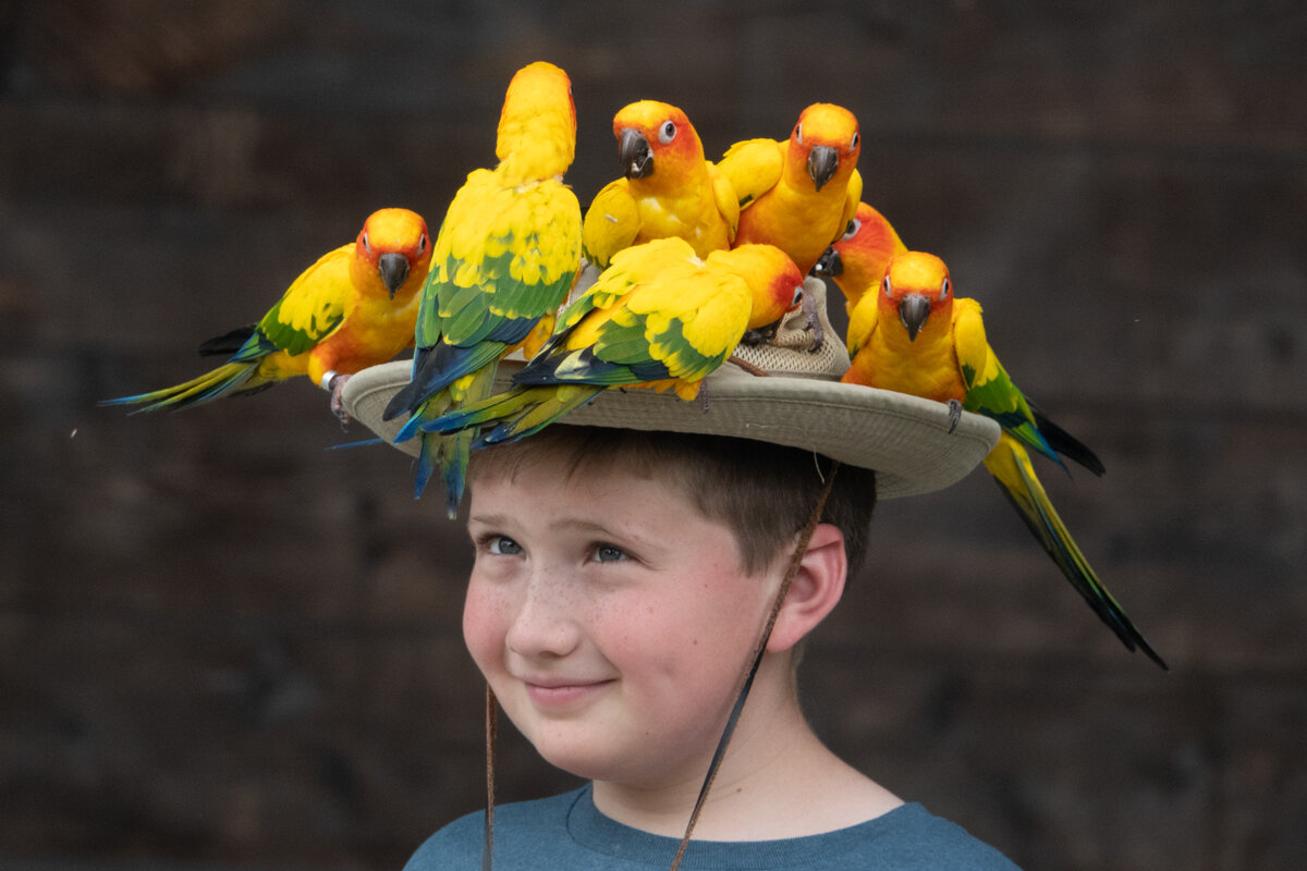 boy bird hat rob tuttle.jpg