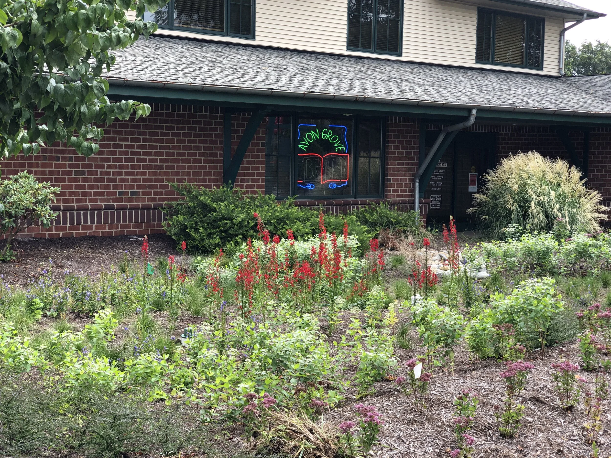 ag rain garden shane morgan august 28.jpeg