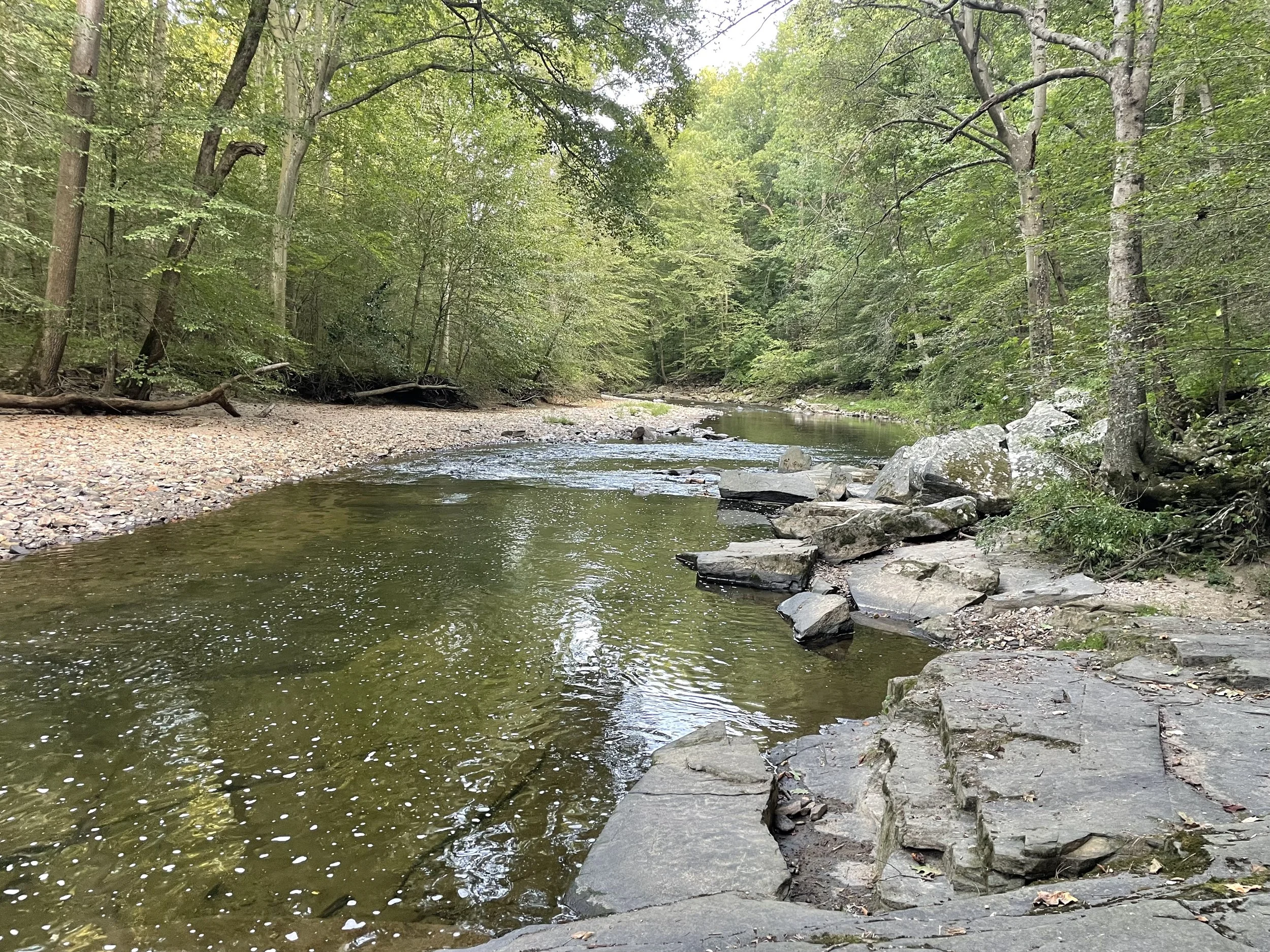 PG6 Fold overmain branch summer 2024 widespread shot.jpeg