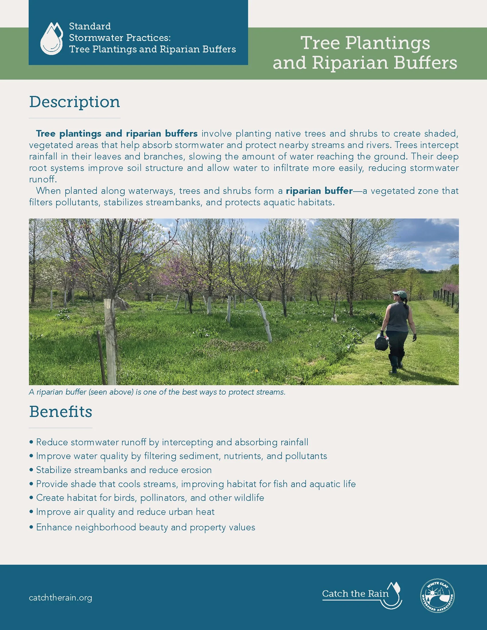 Tree Plantings
