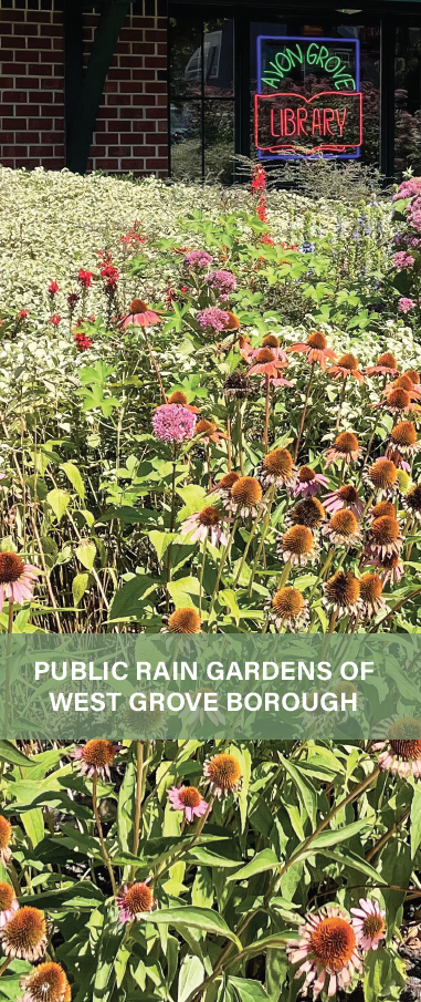 Public Rain Gardens Brochure