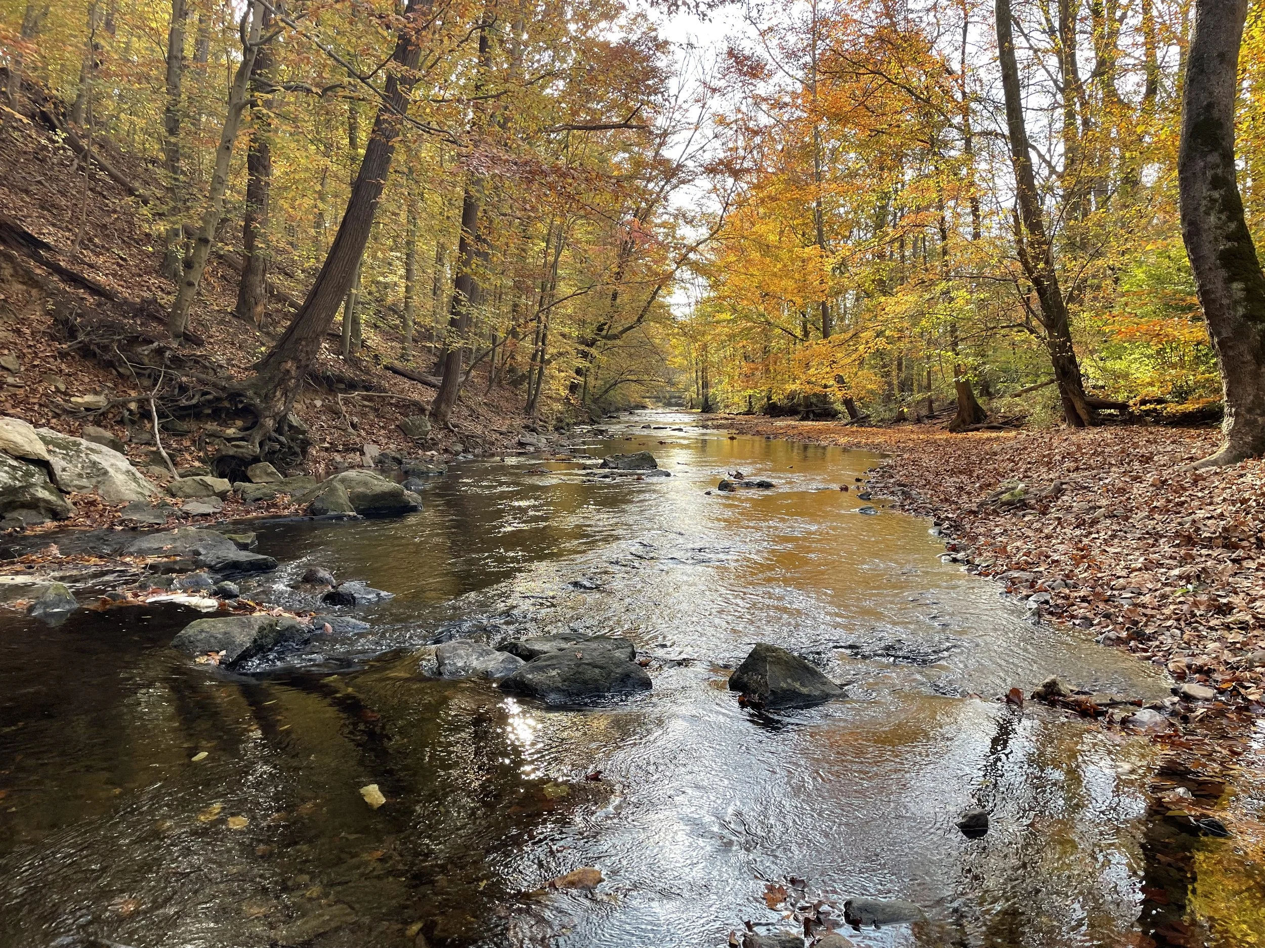 east branch preserve looking to bridge widespread 2024.jpeg