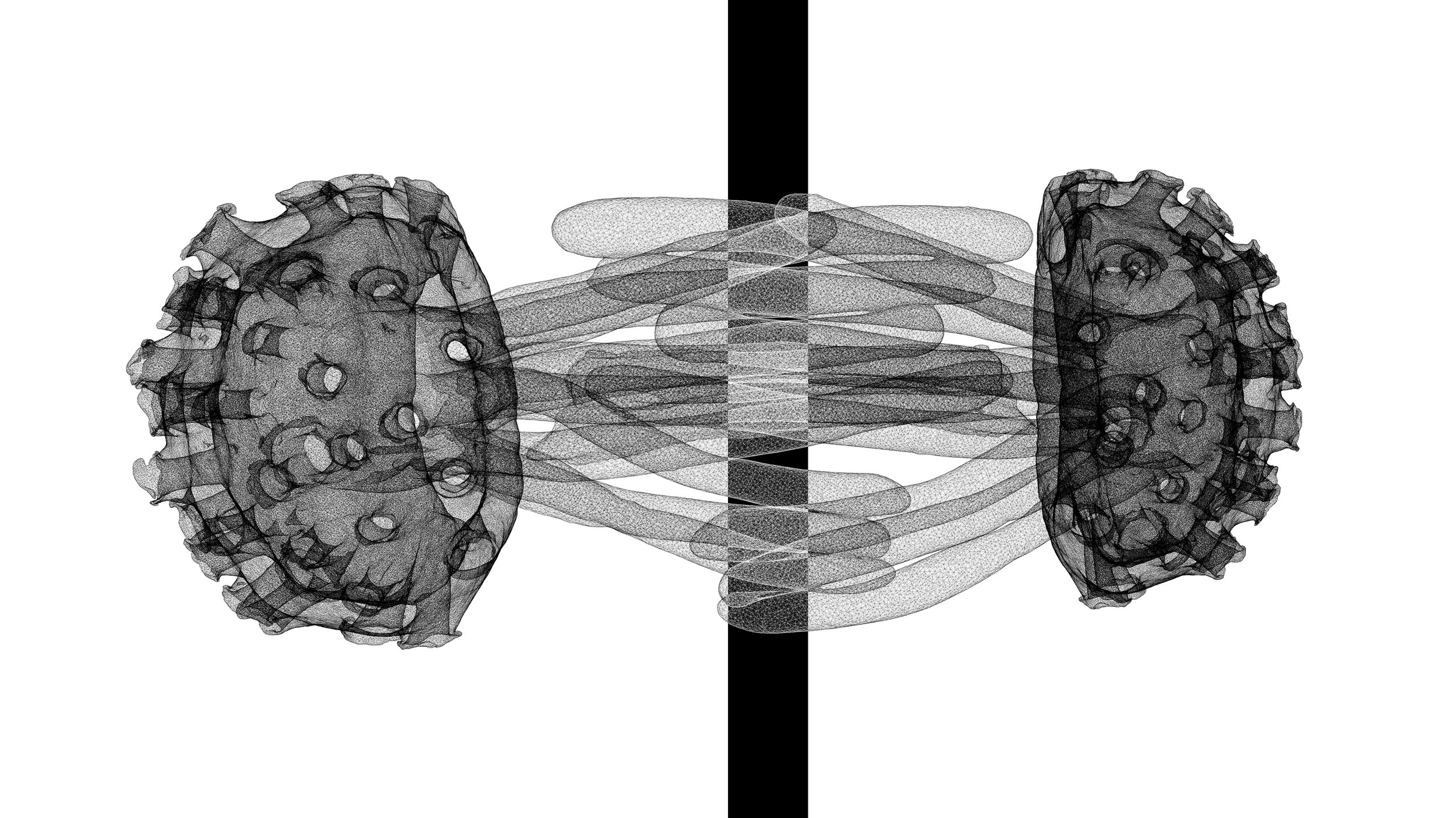 Phylum 60&79 hybrid.jpg