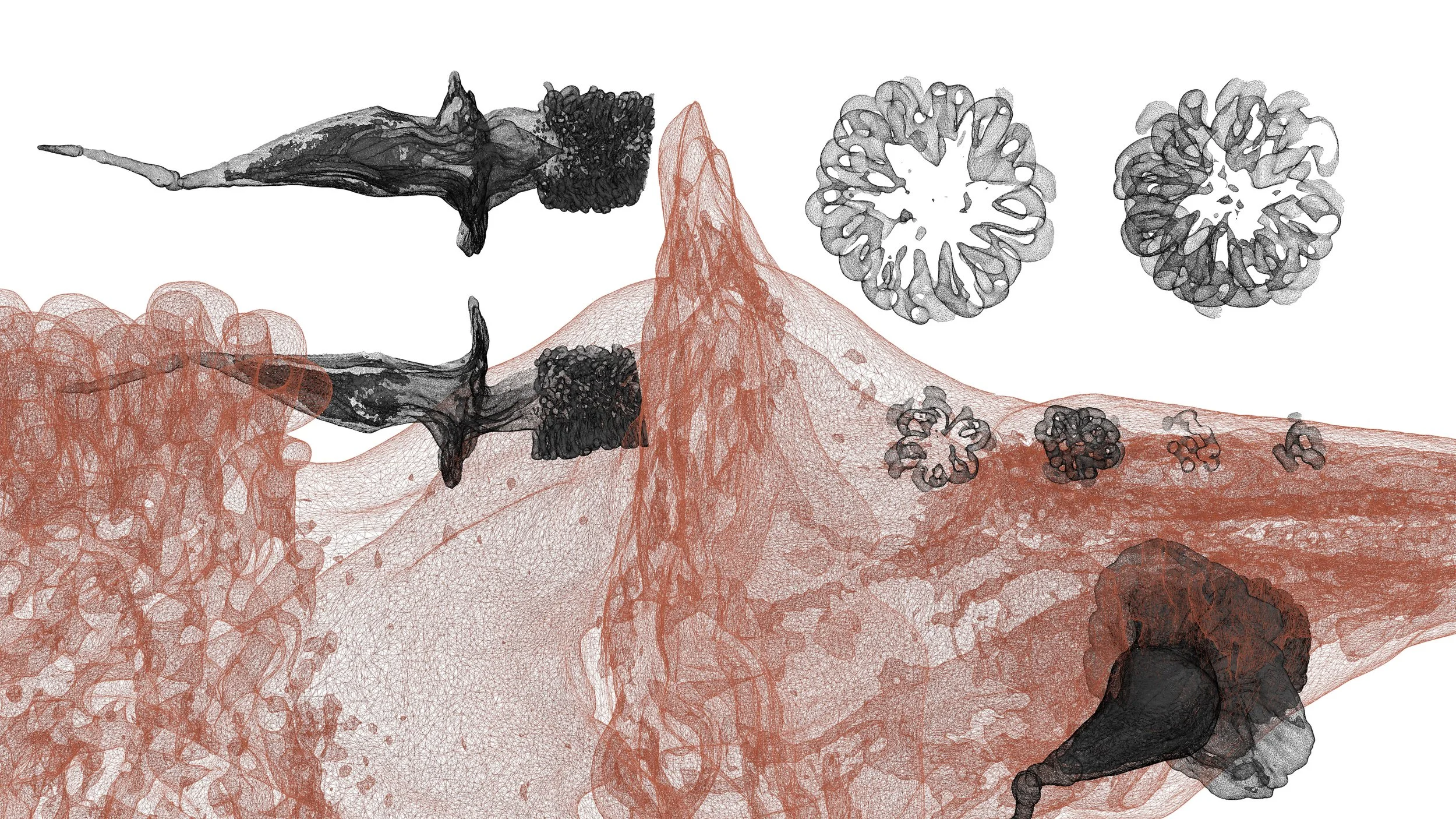 Phylum 51 Cross section reduced.jpg