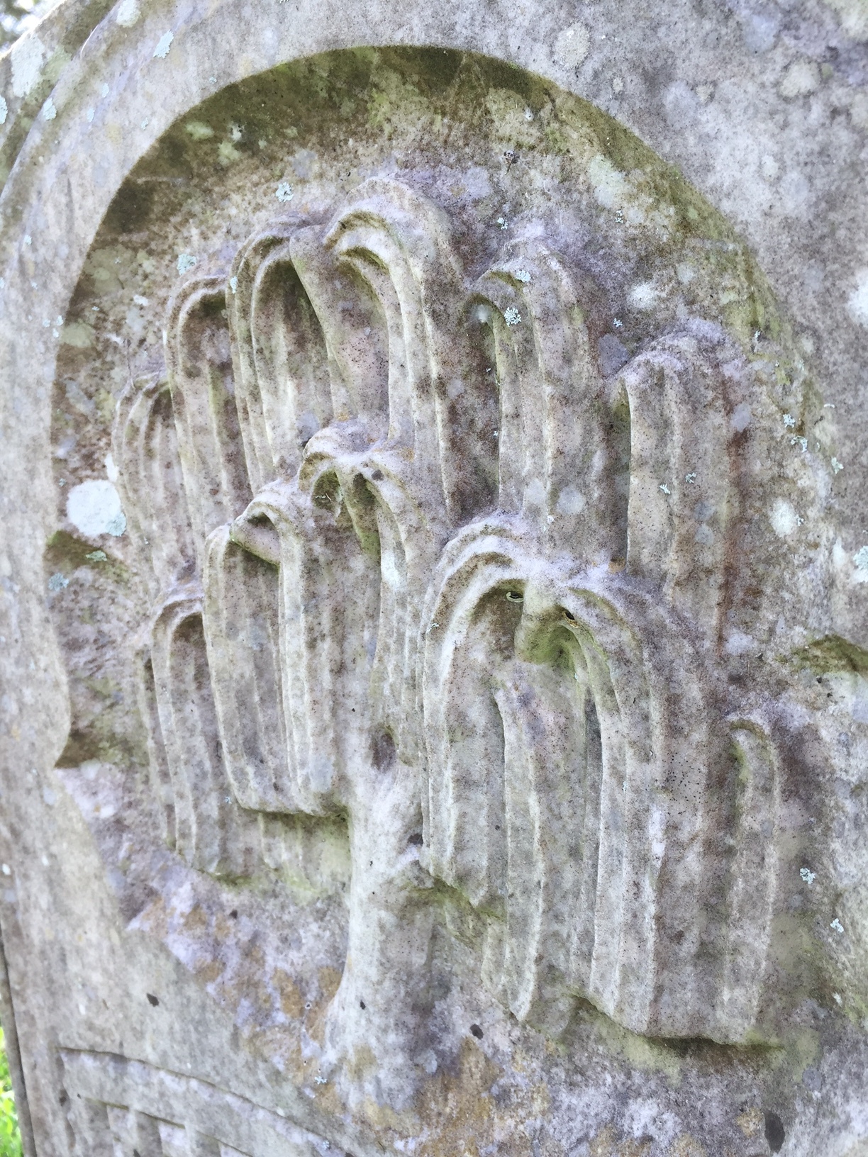 The weeping willow - mourning and sorrow.