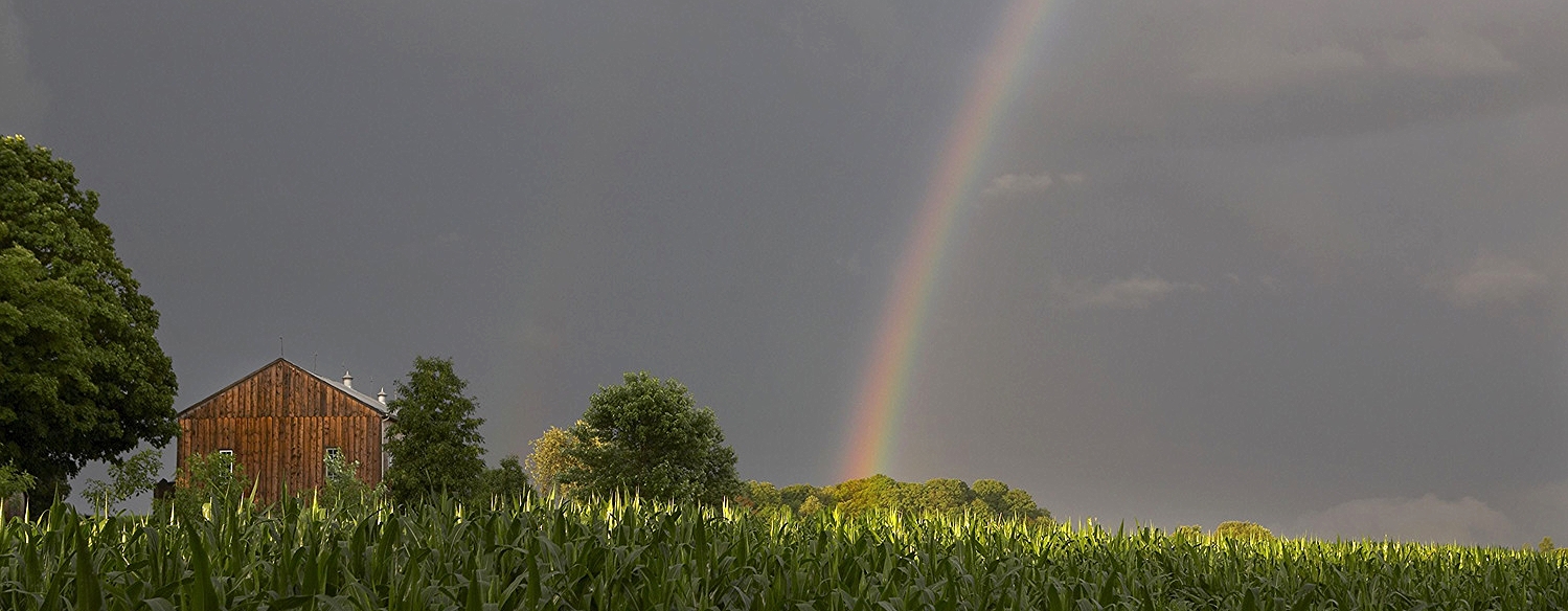 CornfieldRainbow.jpg