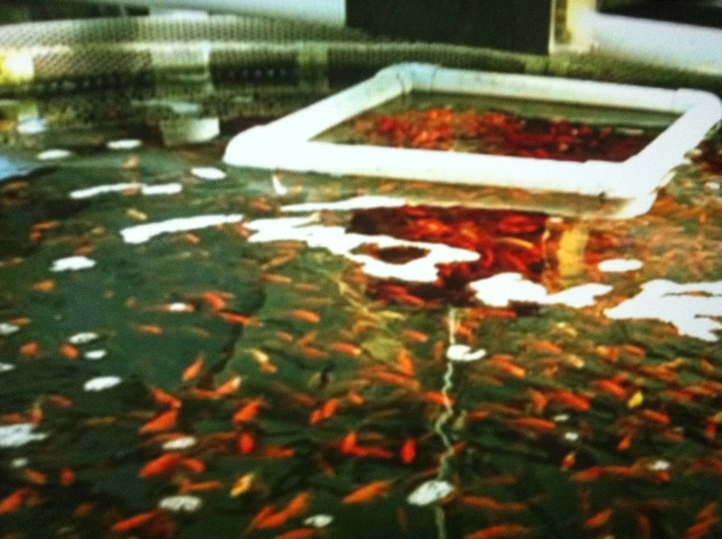 Photo-John Todd Ocean Arks International