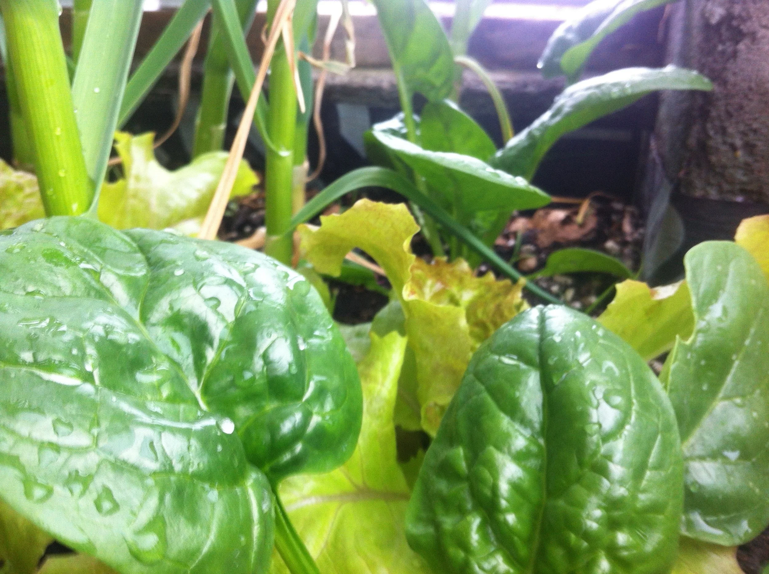 Squaring the circle is a buffer zone which provides the space for an attached greenhouse that provides food and clean air for the home as well as providing an area for the enjoyment of the home/nature interface.