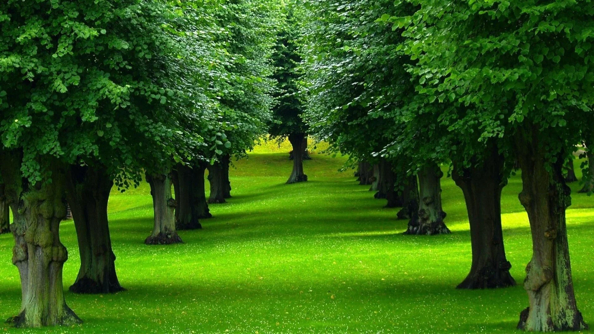 Beautiful-Trees-Row-Wallpaper-1920x1080.jpg