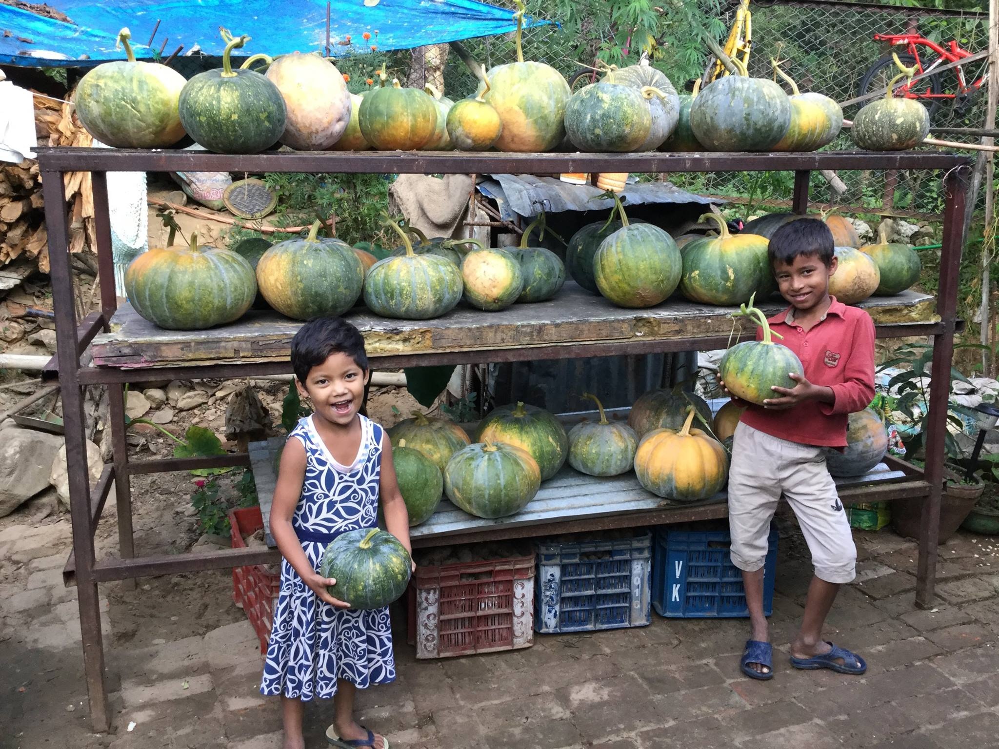 Our kids love growing their own organic produce!