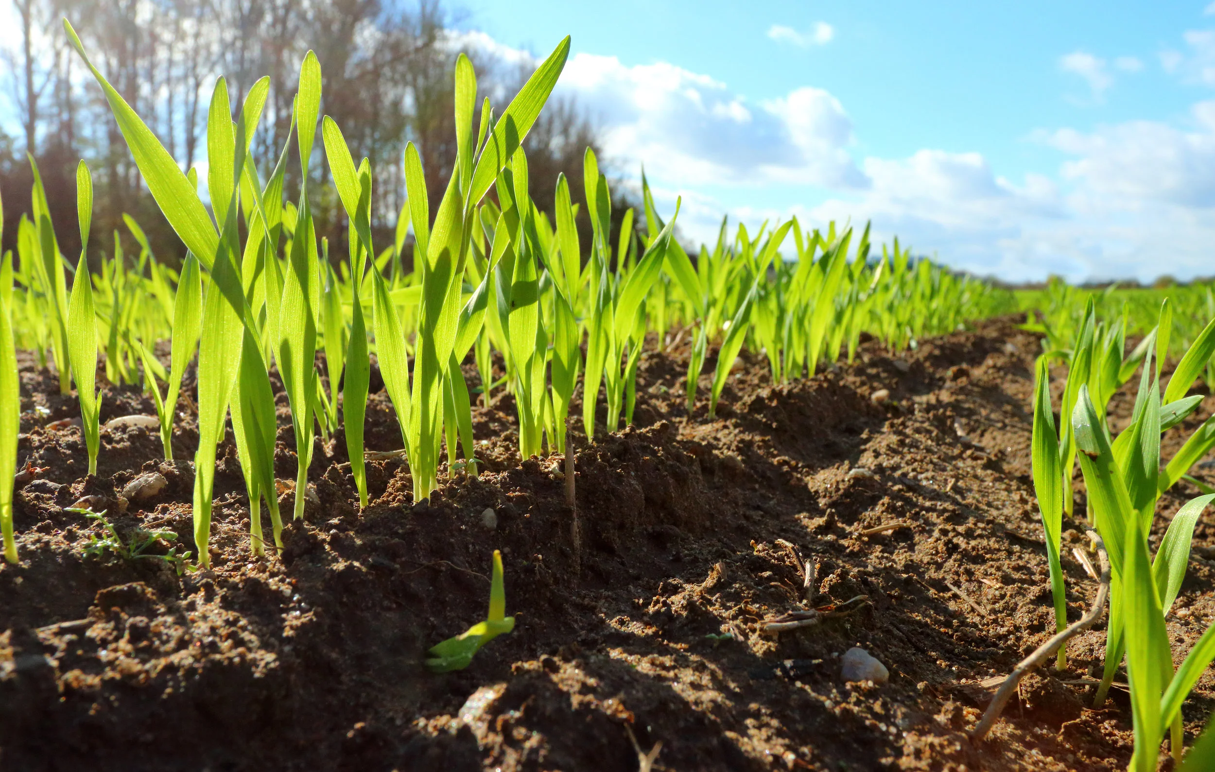 Rural Property Issues for Alberta Lawyers