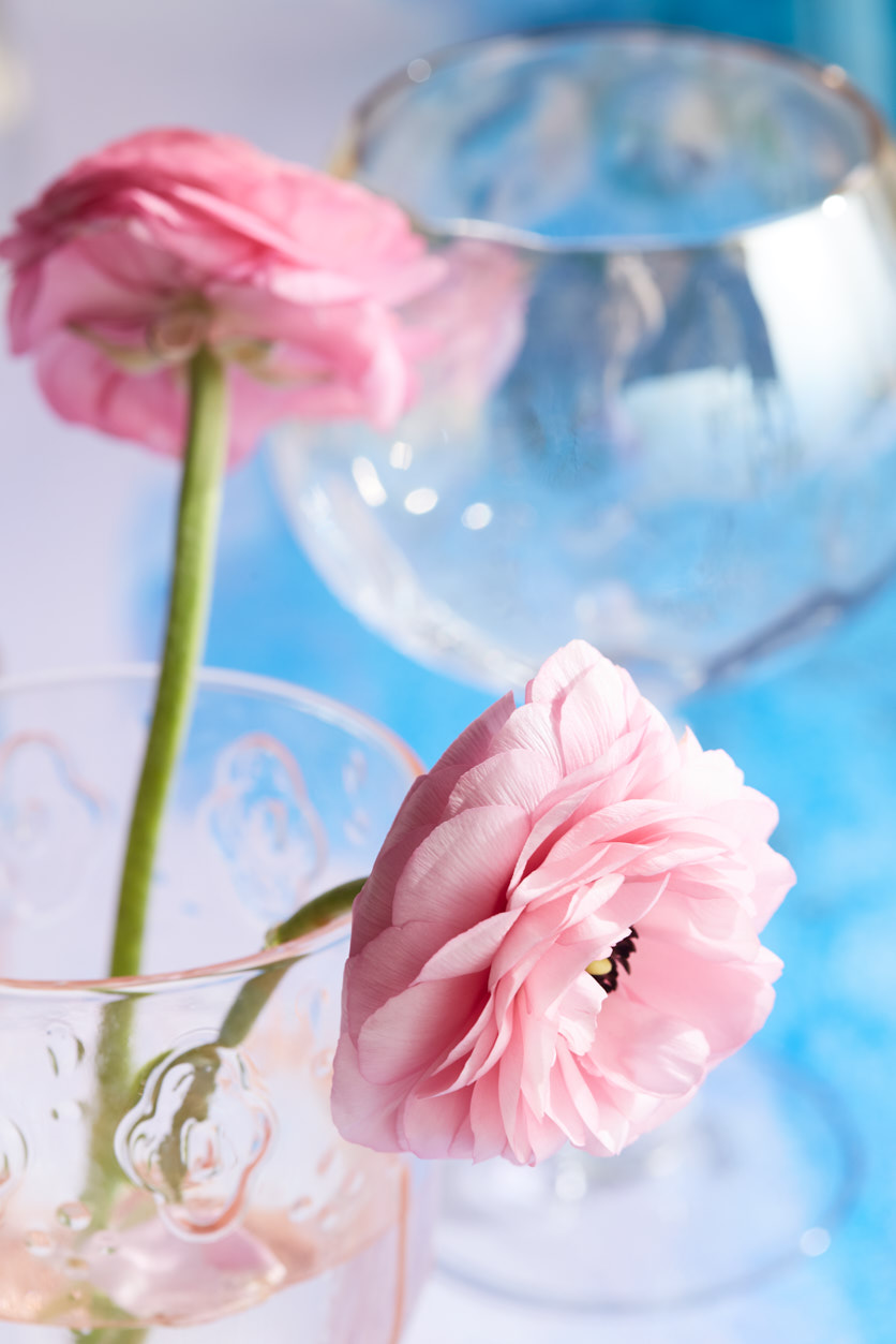  Image part of pastel color story. Sunny still life set on a painting.&nbsp; Bright light streaming through glasses and water.&nbsp; Flowers are pink ronoculas.&nbsp; Photographed in studio in Atlanta. Styling by Shannon Gini. 