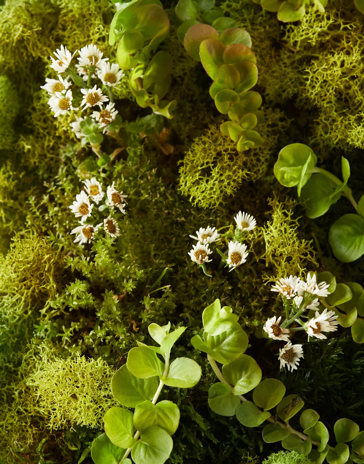  Atlanta product photographer created  Organics series. Moody lighting on a monochromatic still life image of moss, greenery, and tiny white flowers on a table top set. Photographed in studio in Atlanta. Styled by Kathryn Switzer. 