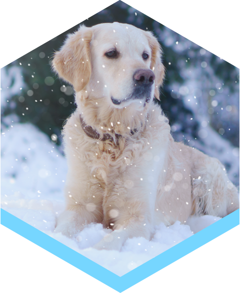 saltnets-pet-friendly.png