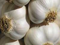 garlic.jpg