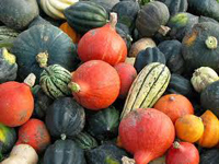 squash.jpg