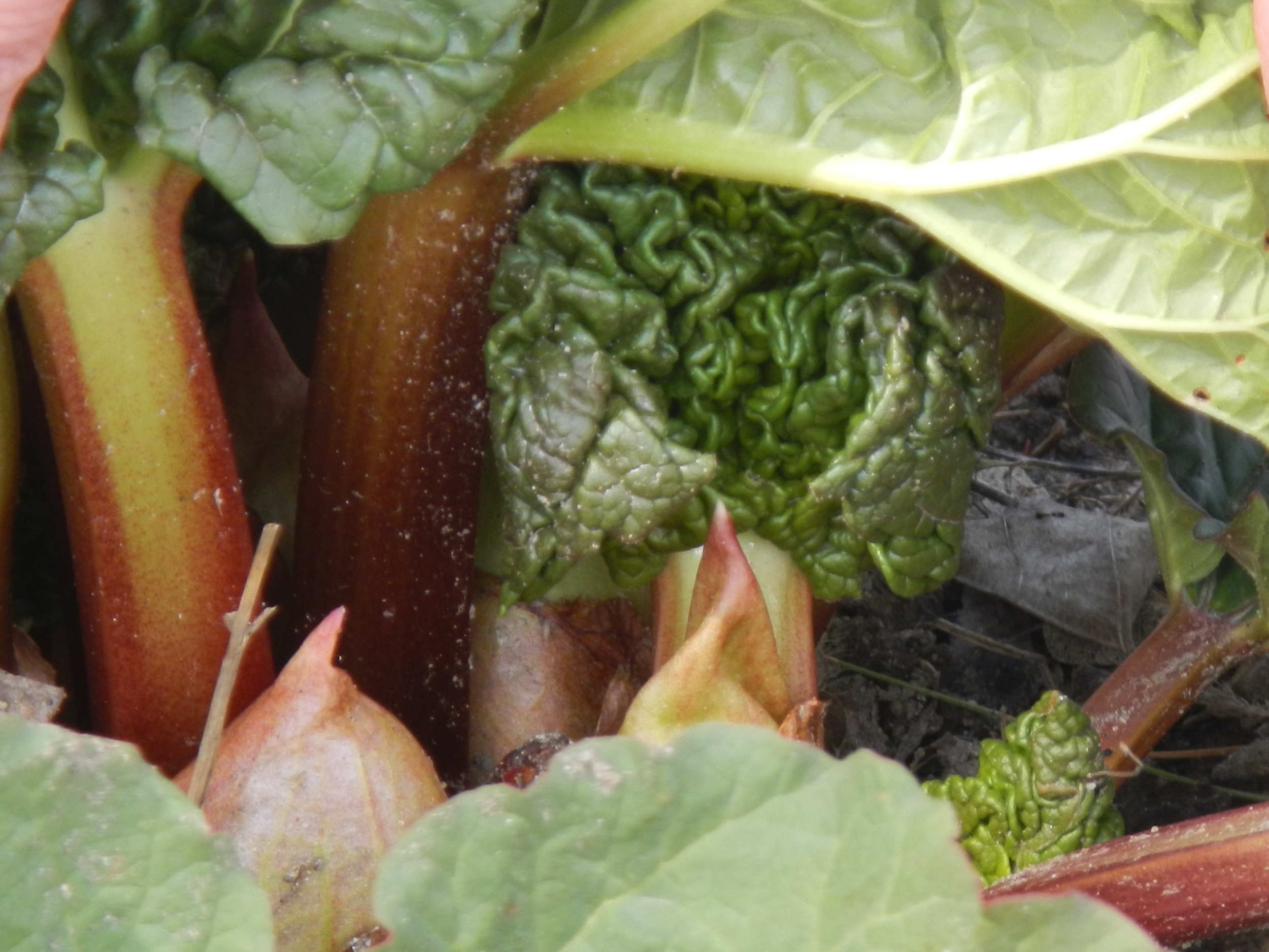 Rhubarb