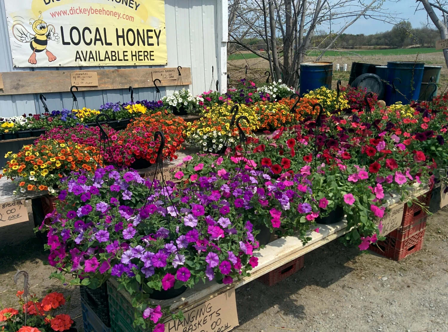 Hanging Baskets
