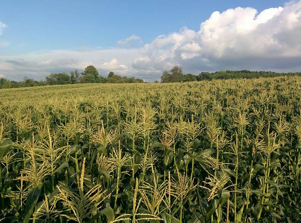 corn.jpg