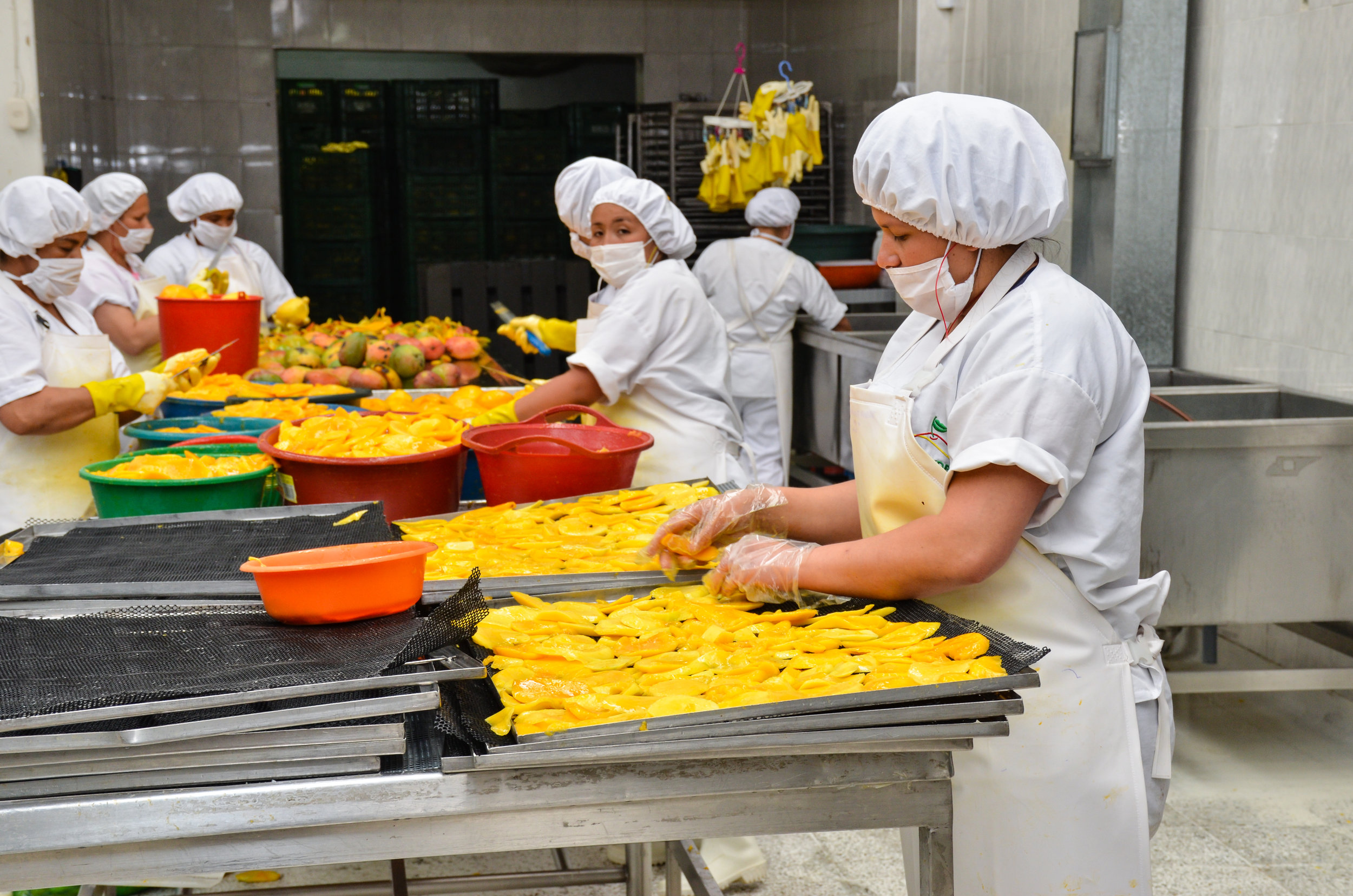 Workers at Fruandes cut, sort and dry the mangoes.