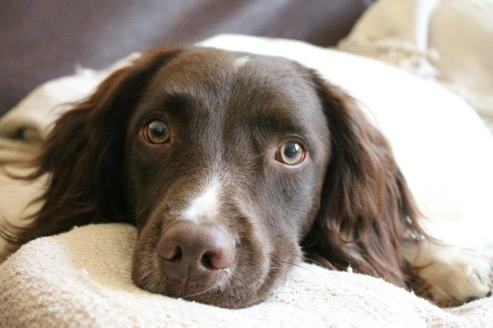 Creature Comforts Cheshire Professional Pet Care, Dog Walking & Home