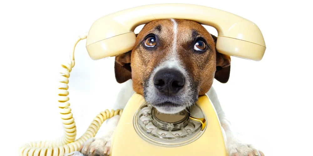 dog_phone.jpg