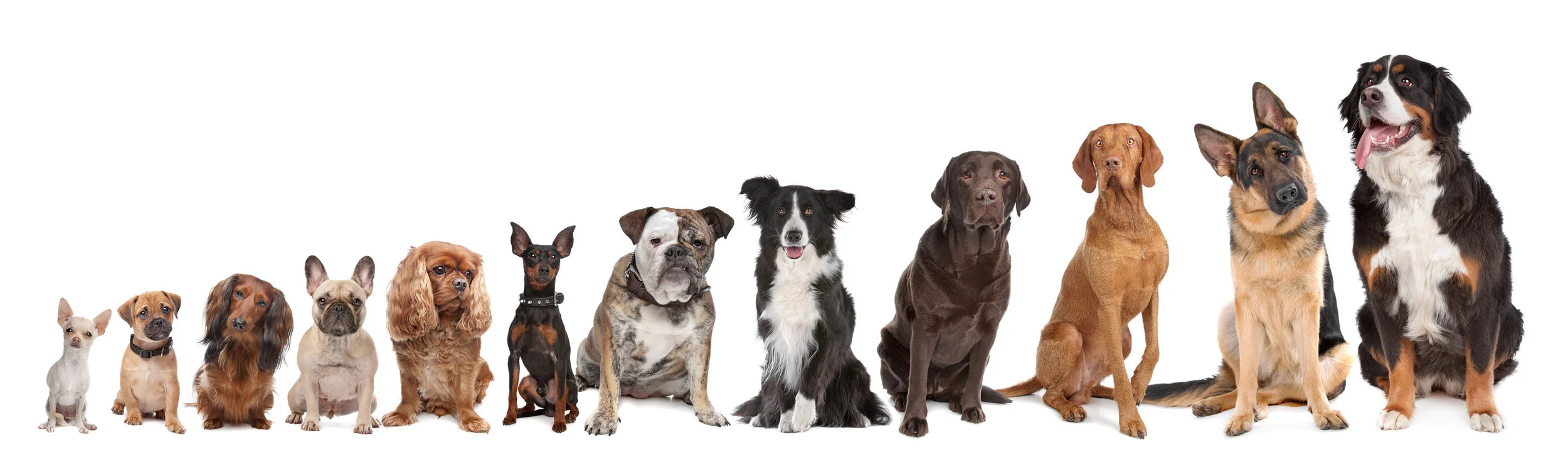 doglineup1.jpg