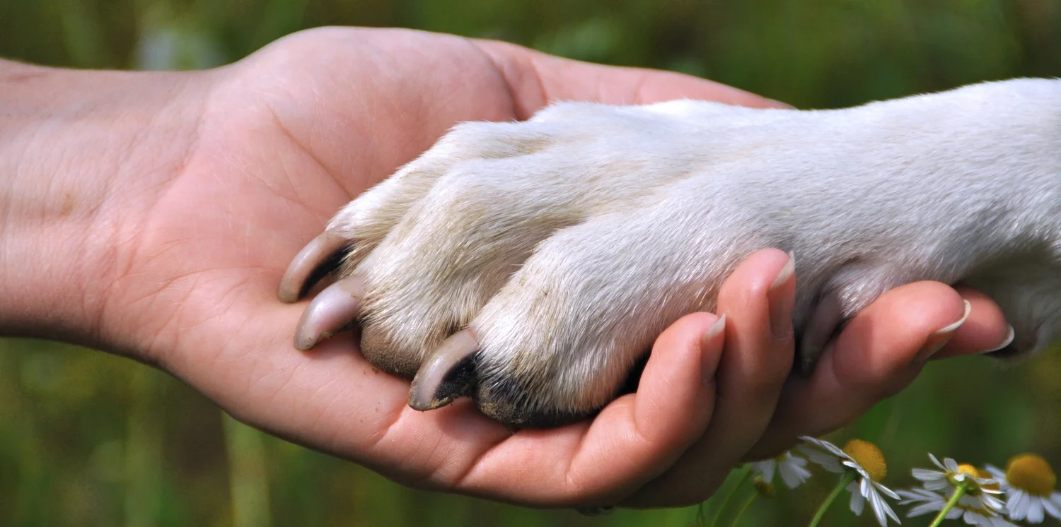 paw shake.jpg