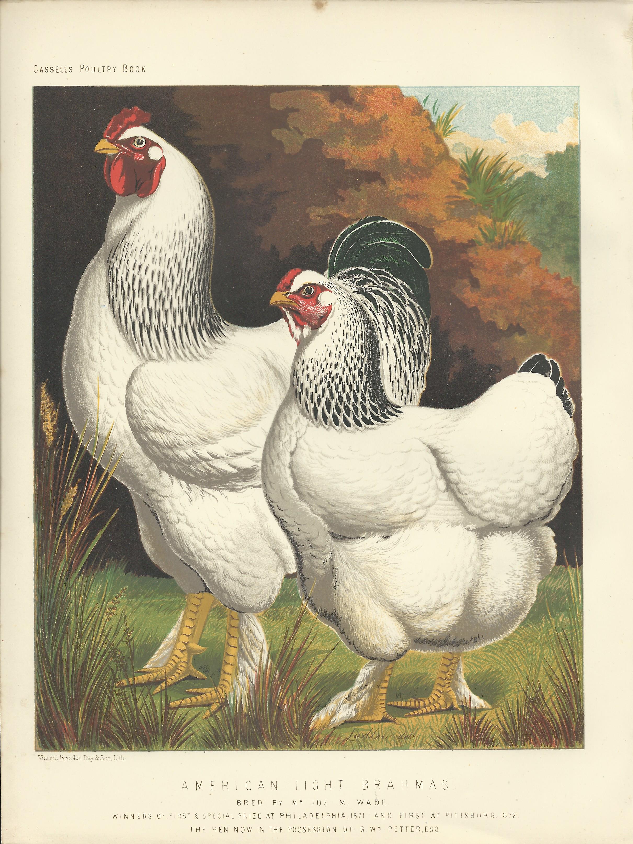 American Light Brahmas Chicken and Rooster Cassell's Poultry Book Wright Antique Print Plate