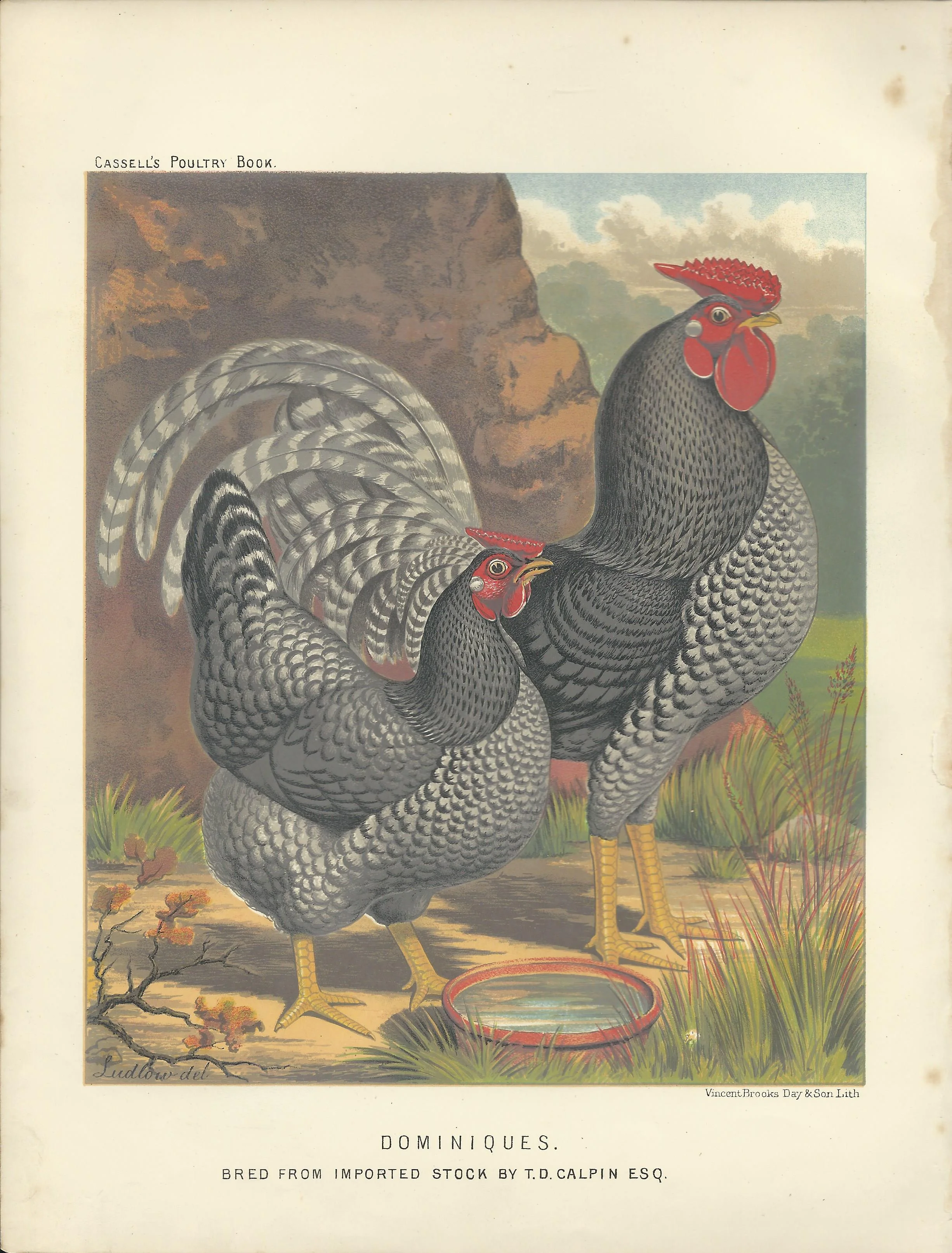 Domonique Chicken and Rooster Cassell's Poultry book Wright Antique Print Plate