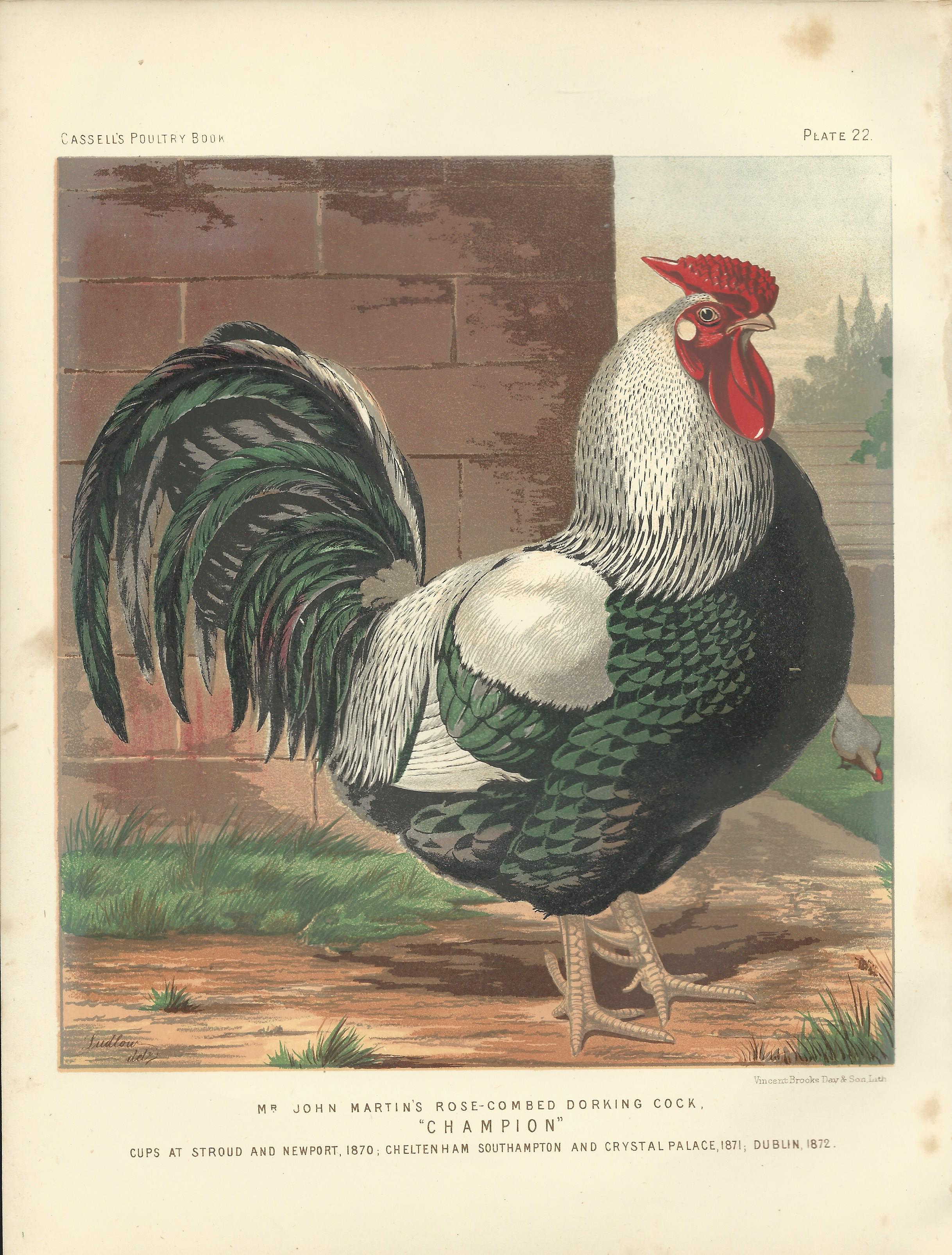 Champion Rooster Chicken Cassell's Poultry Book Wright Antique Print Plate