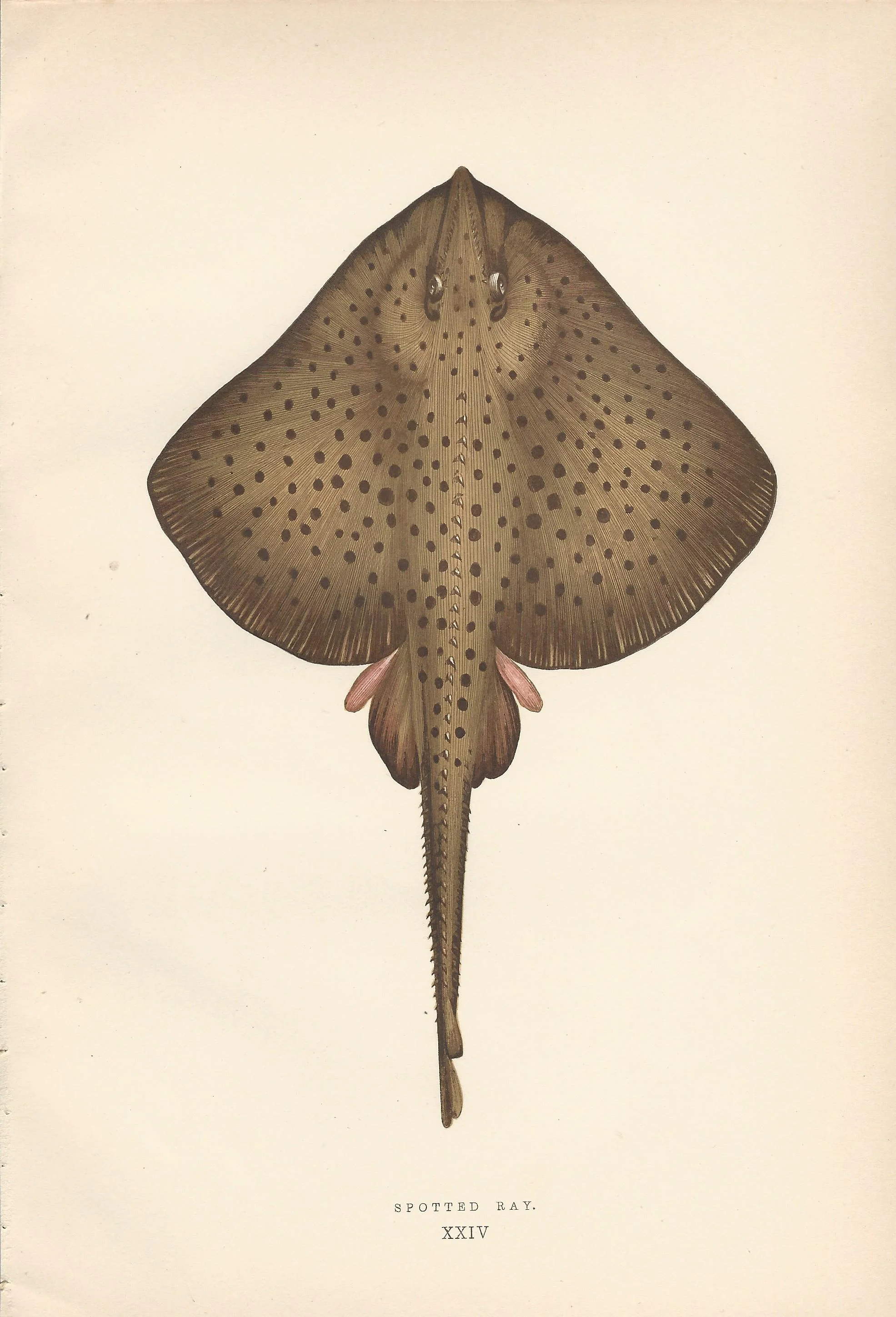 Spotted Sting Ray Couch Fishes of british Islands Antique Print Plate