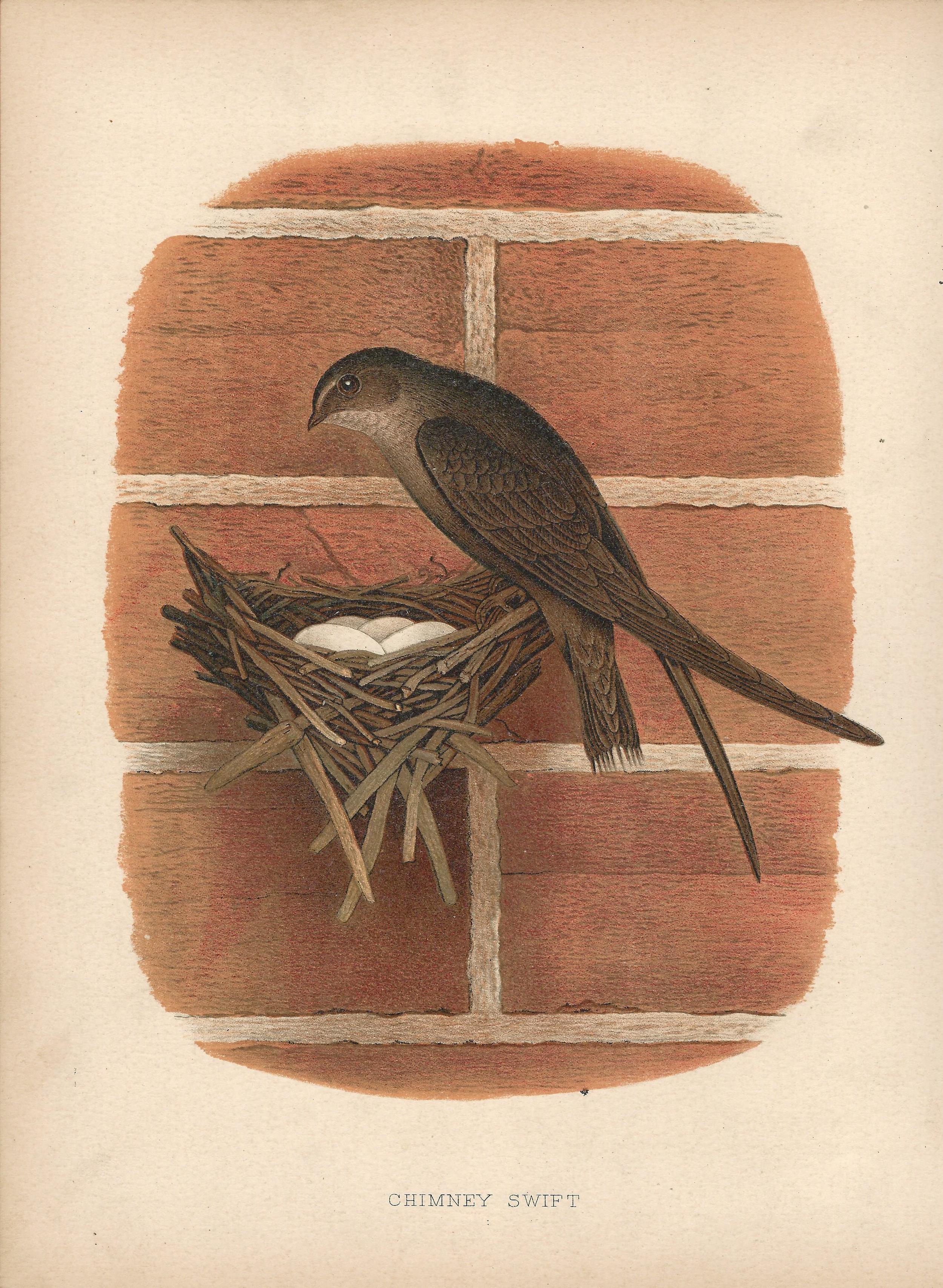 Chimney Swift Gentry Nests and Eggs of Birds of the United States US Antique Print Plate