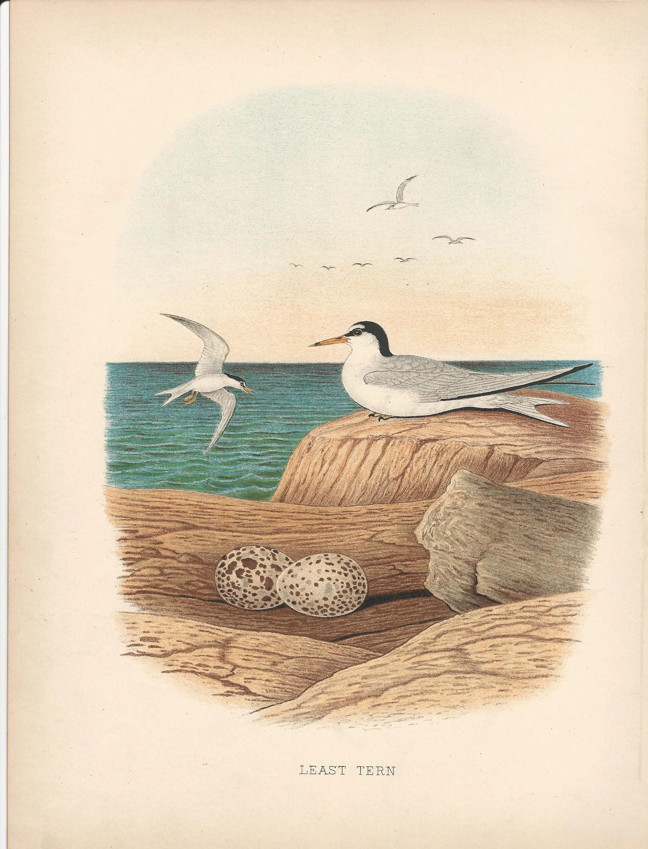 Least Tern Gentry Eggs and nests of United States Birds US Antique Print Plate