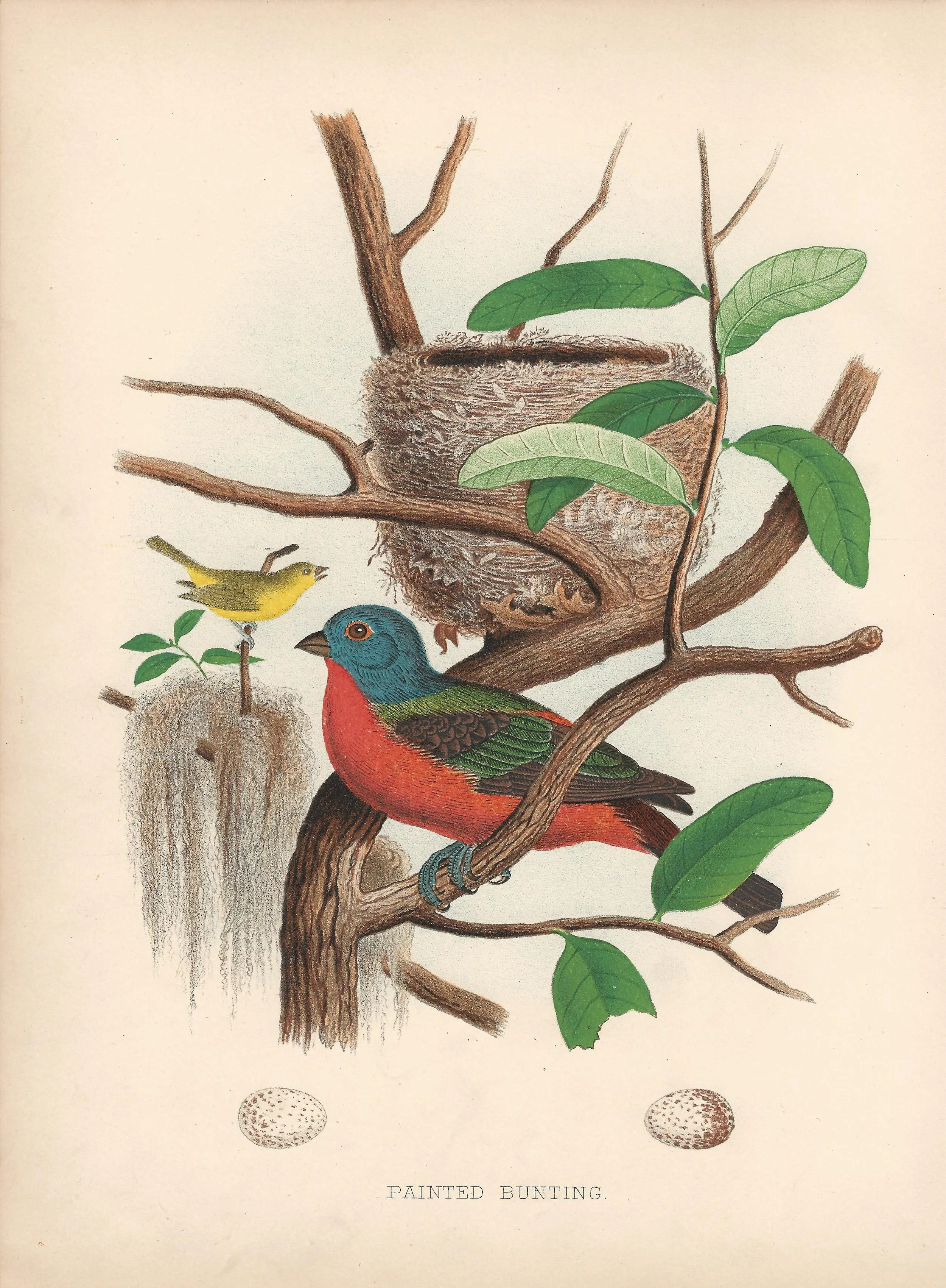 Painted Bunting Eggs and Nests of Birds of the Unted States US Antique Print Plate