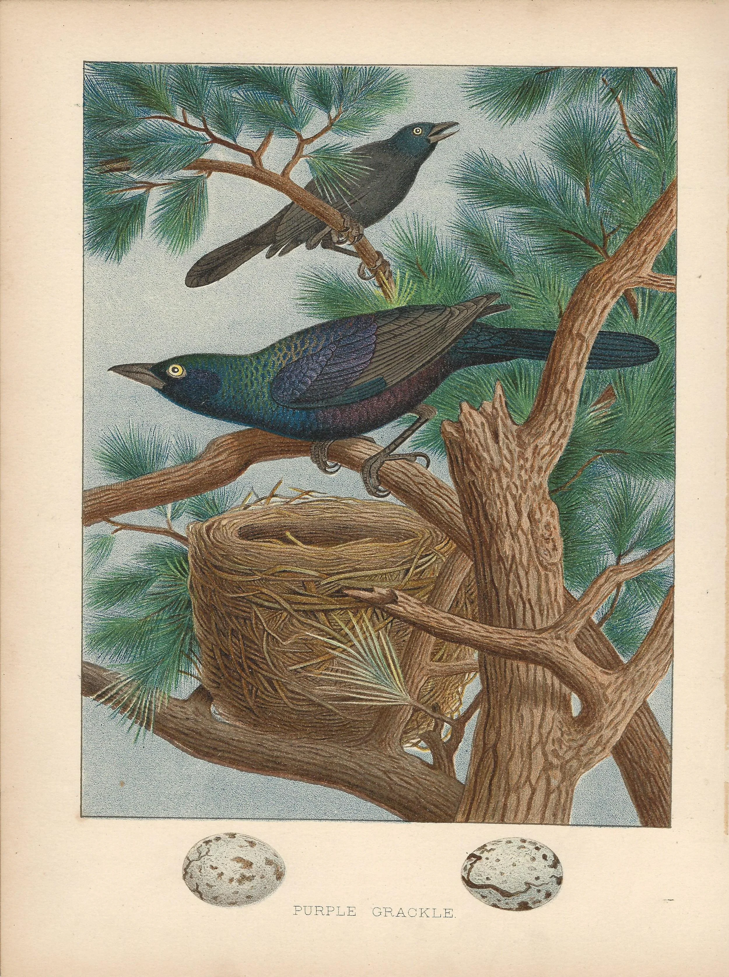 Painted Gackle Gentry Eggs and nests of United States Birds US Antique Print Plate