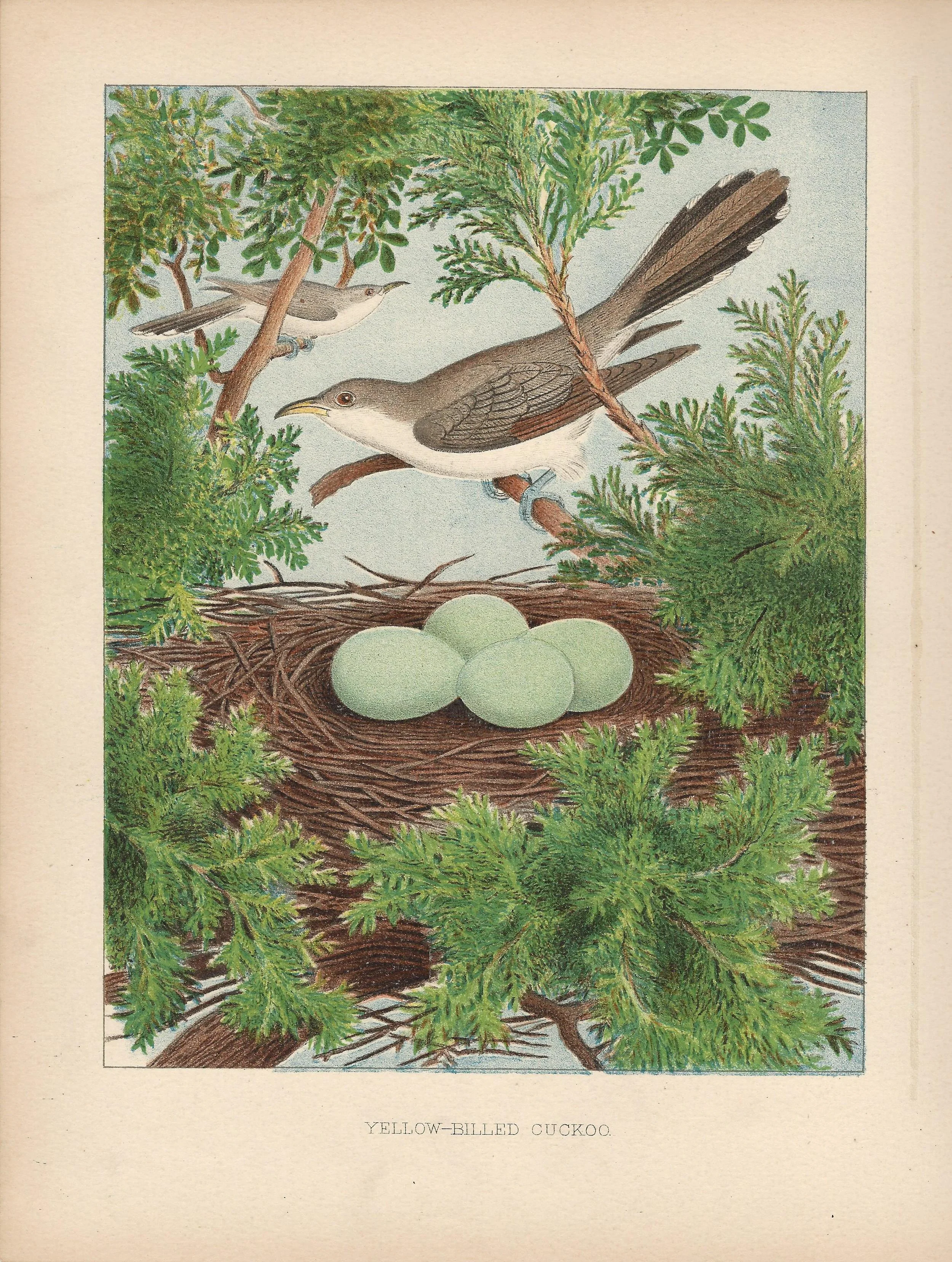 Yellow Billed Cuckoo Gentry Eggs and nests of United States Burds US Antique Print Plate